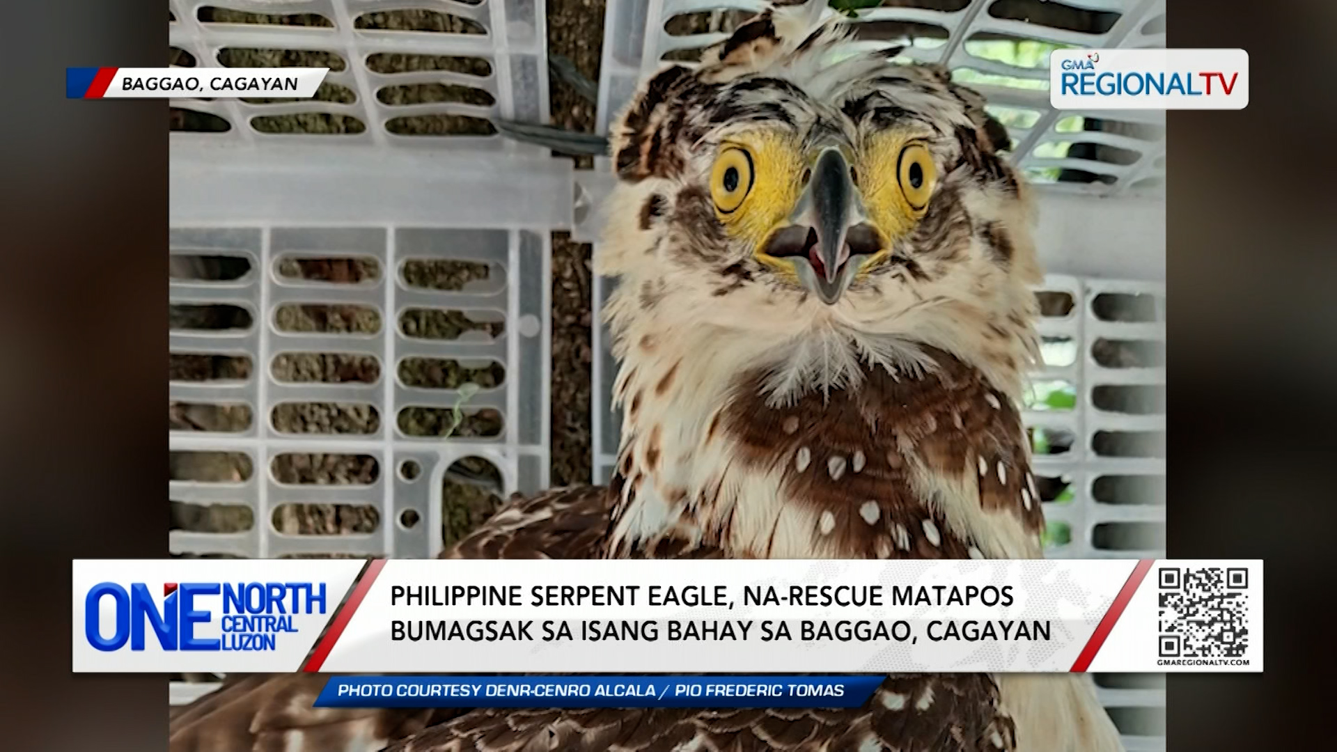 Philippine serpent eagle, na-rescue matapos bumagsak sa isang bahay | One North Central Luzon