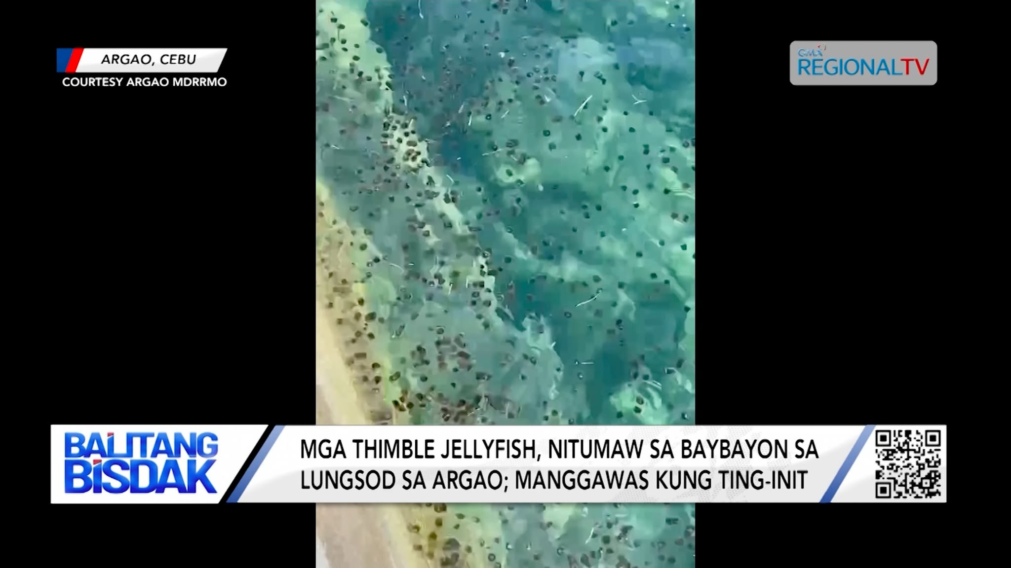 Mga Thimble Jellyfish, Nitumaw sa Baybayon sa Lungsod sa Argao | Balitang Bisdak