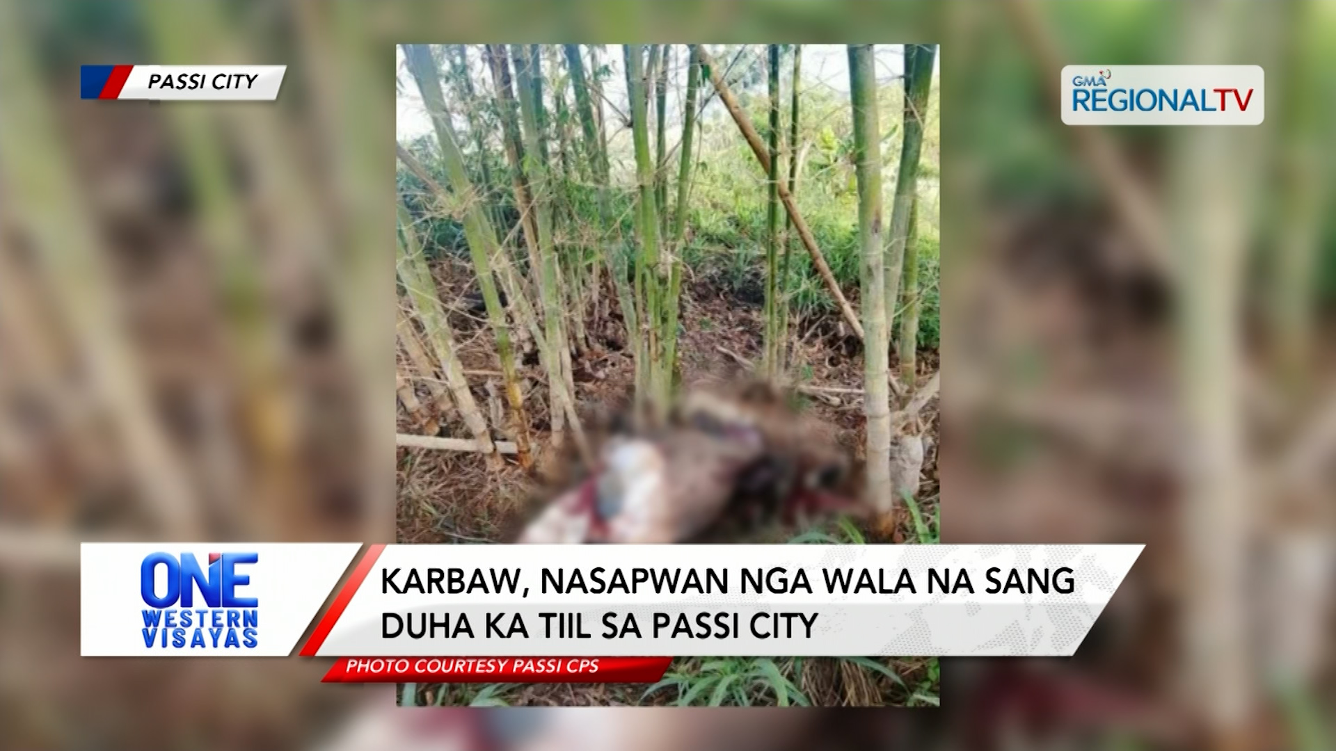 Karbaw, nasapwan nga wala na sang duha ka tiil sa Passi City | One Western Visayas