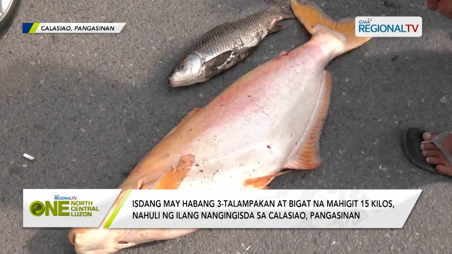 Isdang may habang 3-ft., nahuli ng ilang nangingisda sa Marusay River