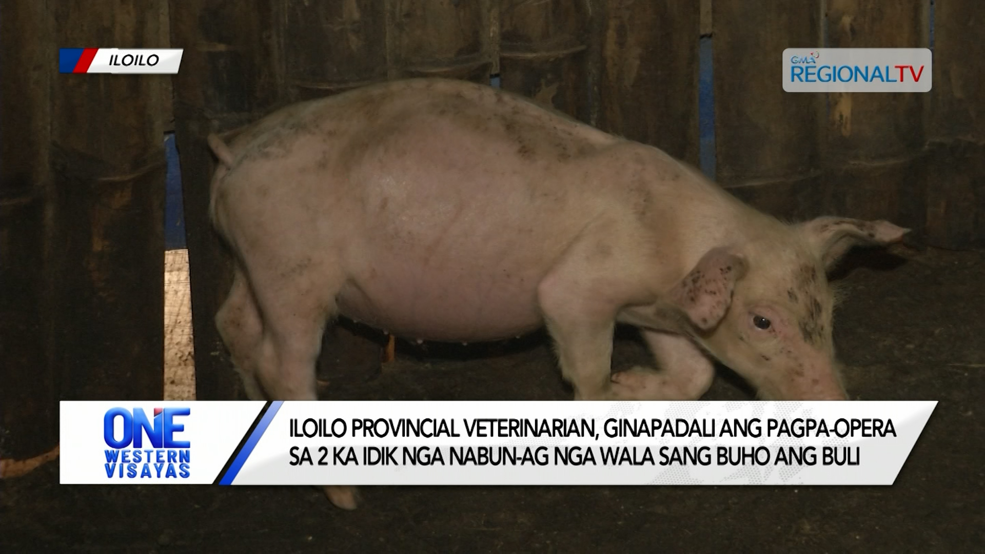 Iloilo PVO, ginapadali ang pagpa-opera sa 2 ka idik nga nabun-ag nga libon