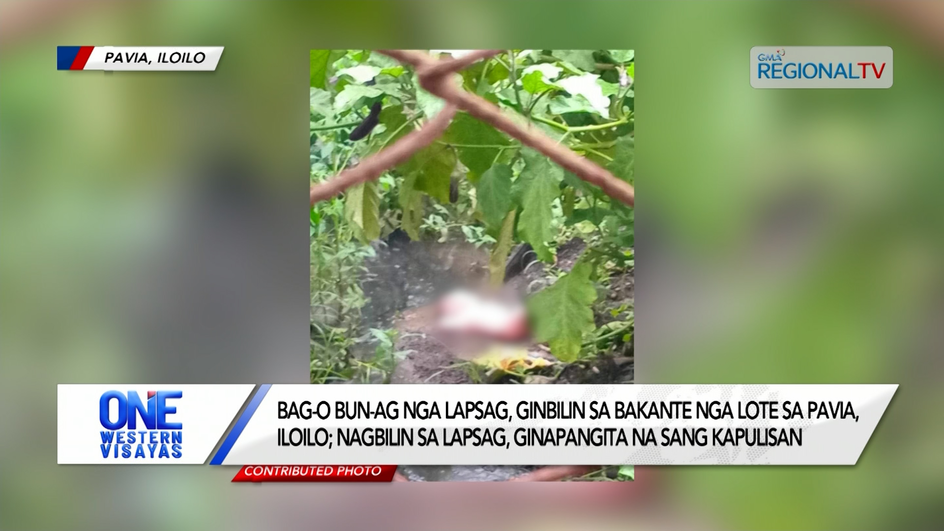 Bag-o bun-ag nga lapsag, ginbilin sa bakante na lote sa Pavia, Iloilo