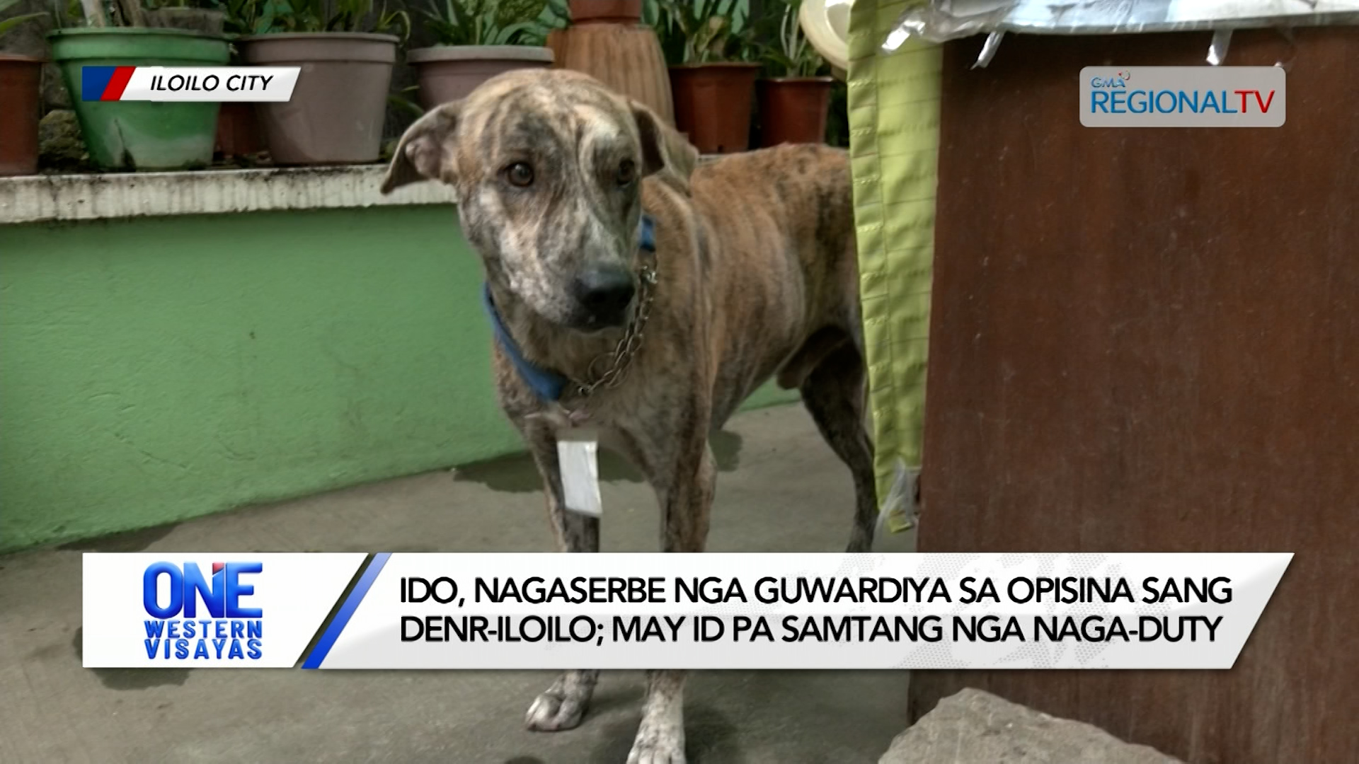 Ido nagaserbe nga guwardiya sa opisina sang DENR-Iloilo; may ID pa kun mag-duty