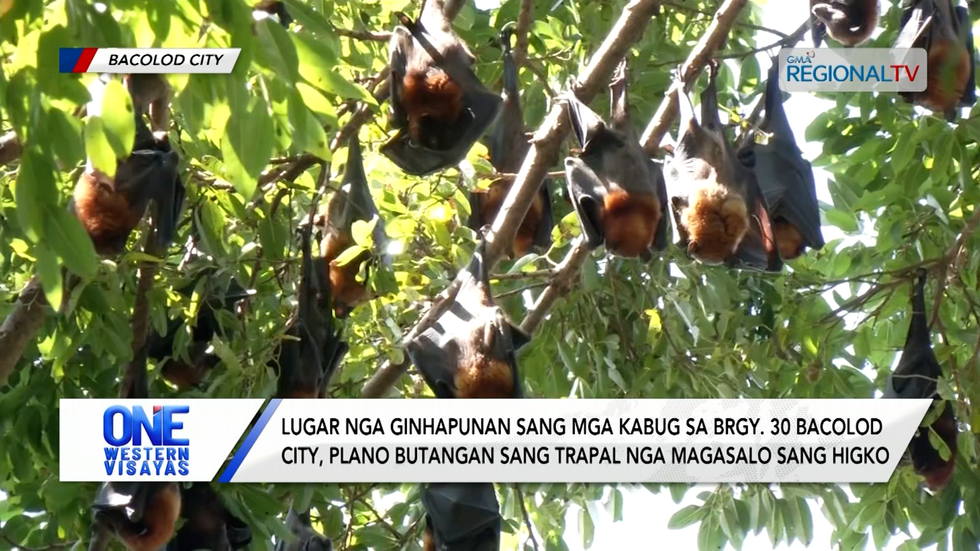 Ginahapunan sang mga kabug sa Brgy. 30 Bacolod City, plano butangan sang trapal