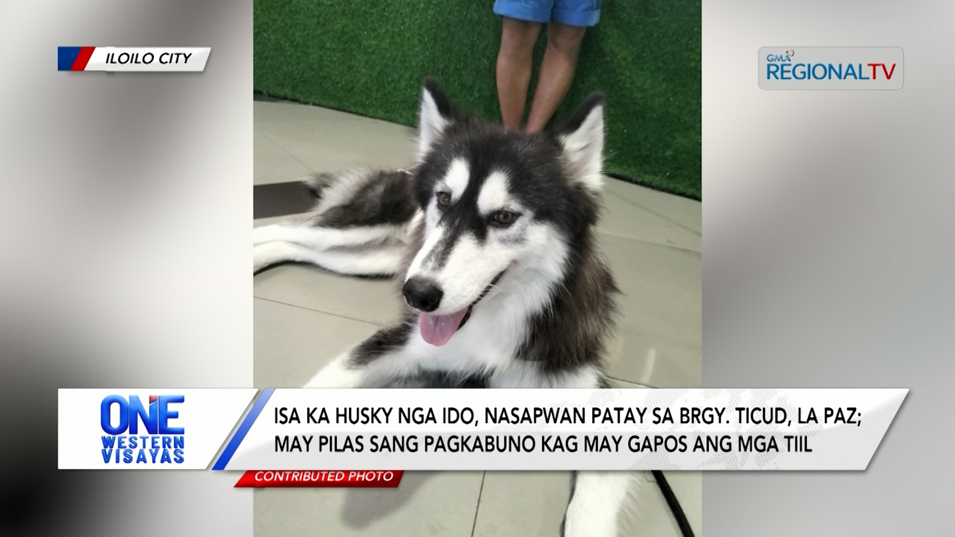 Isa ka husky nga ido, nasapwan patay sa Brgy. Ticud, La Paz