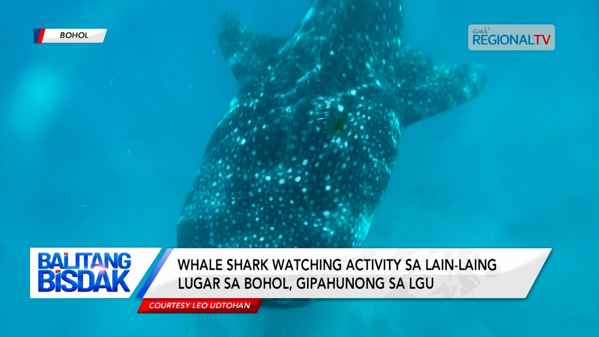 Whale shark watching activity sa Bohol, gipahunong sa LGU
