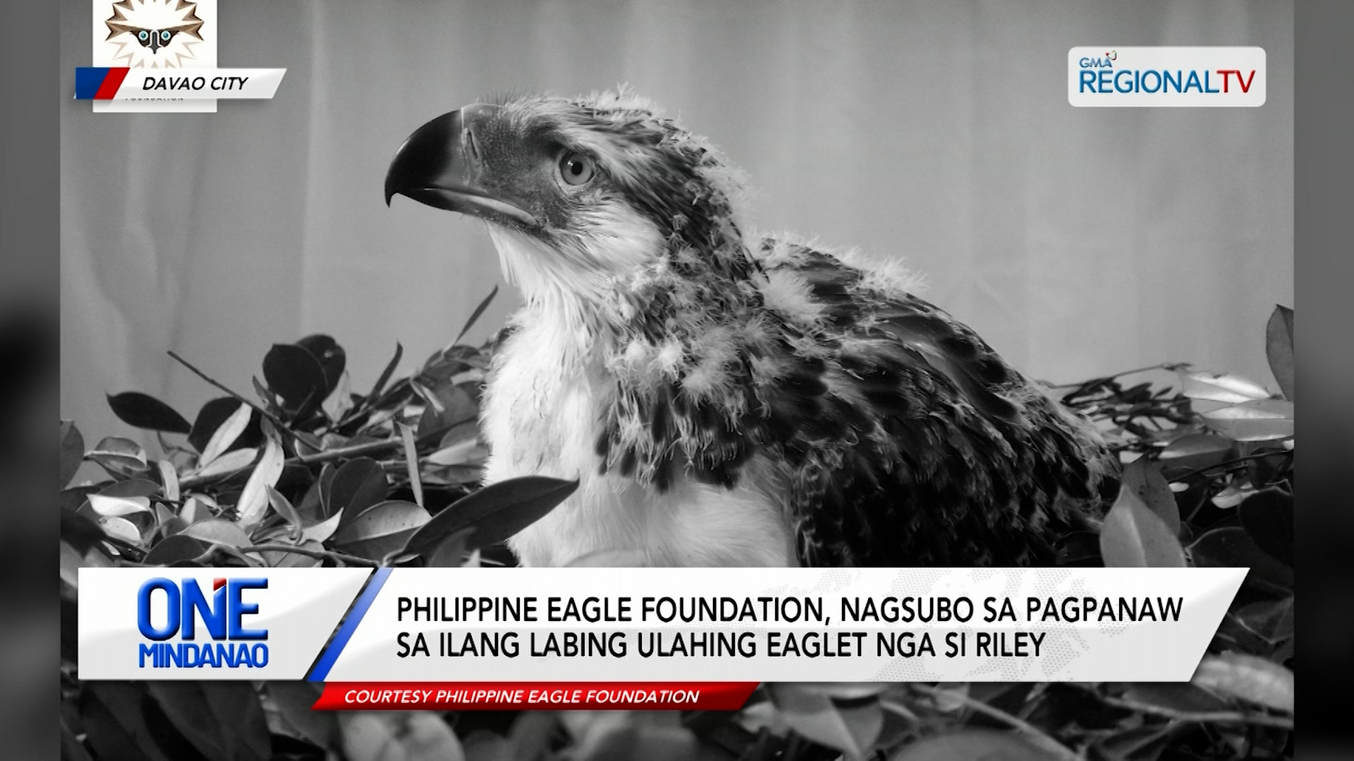 Philippine Eagle Foundation, nagsubo sa pagpanaw ni Riley