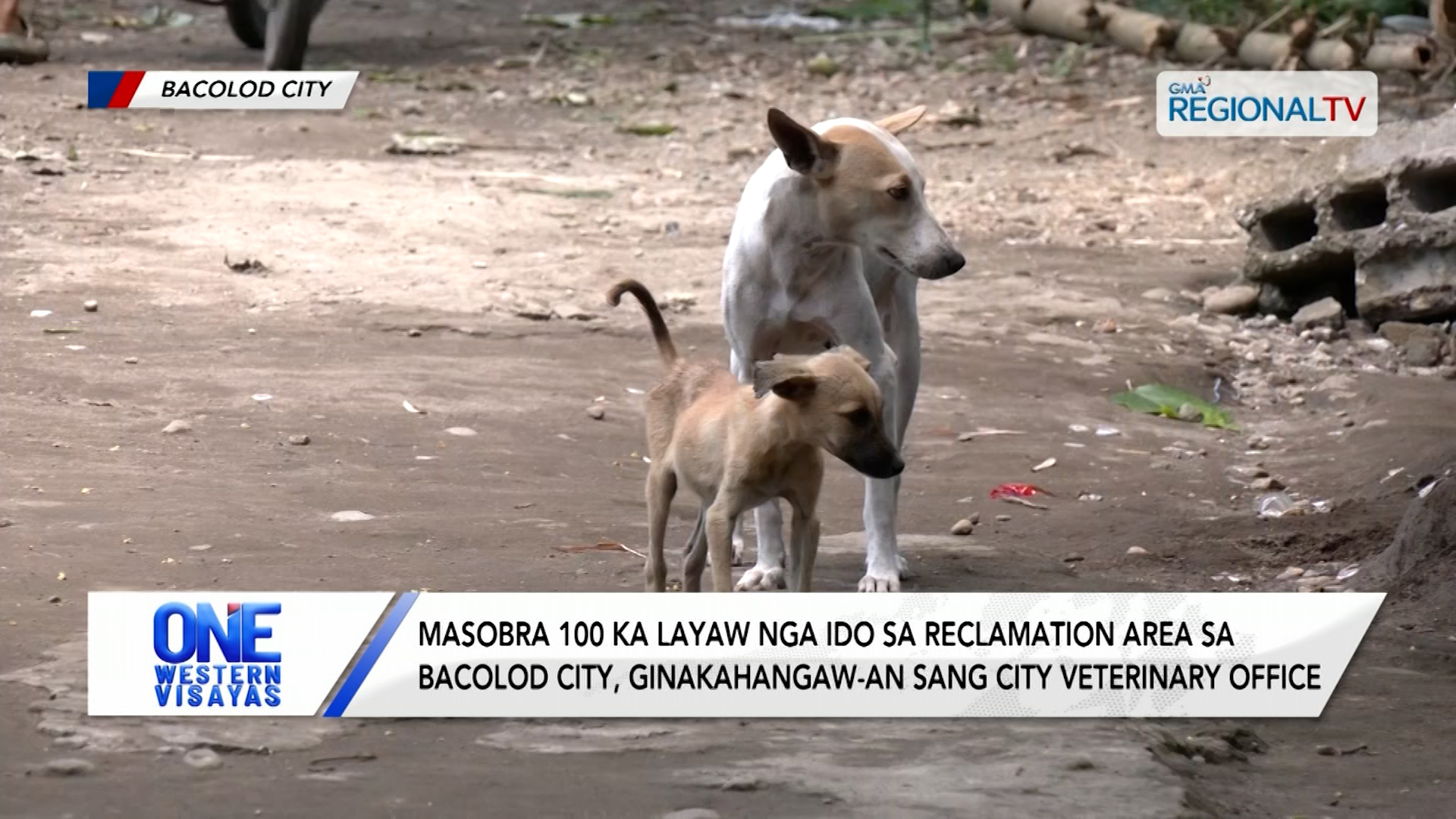 Masobra 100 layaw nga ido sa reclamation area sa Bacolod City, ginakahangaw-an