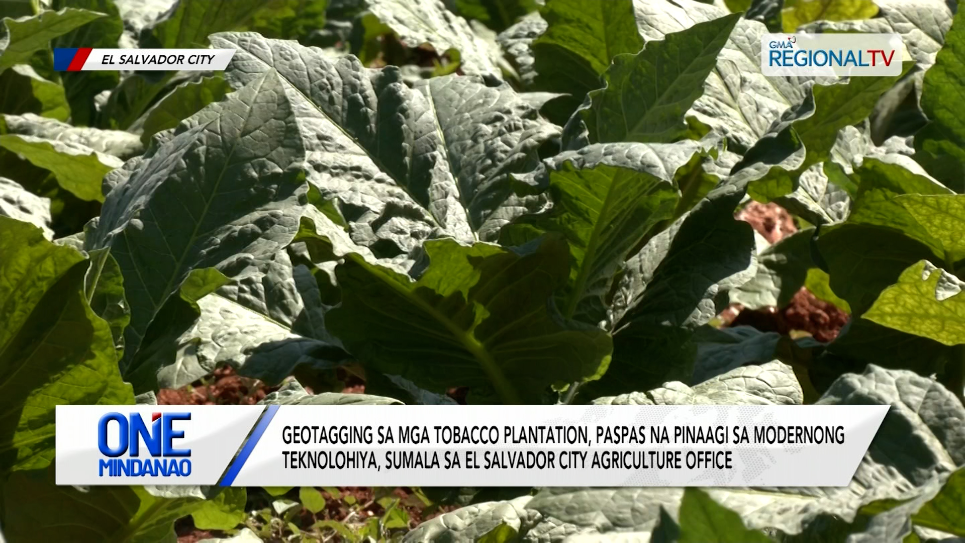 Geotagging sa tobacco plantation, paspas na pinaagi sa modernong teknolohiya | One Mindanao