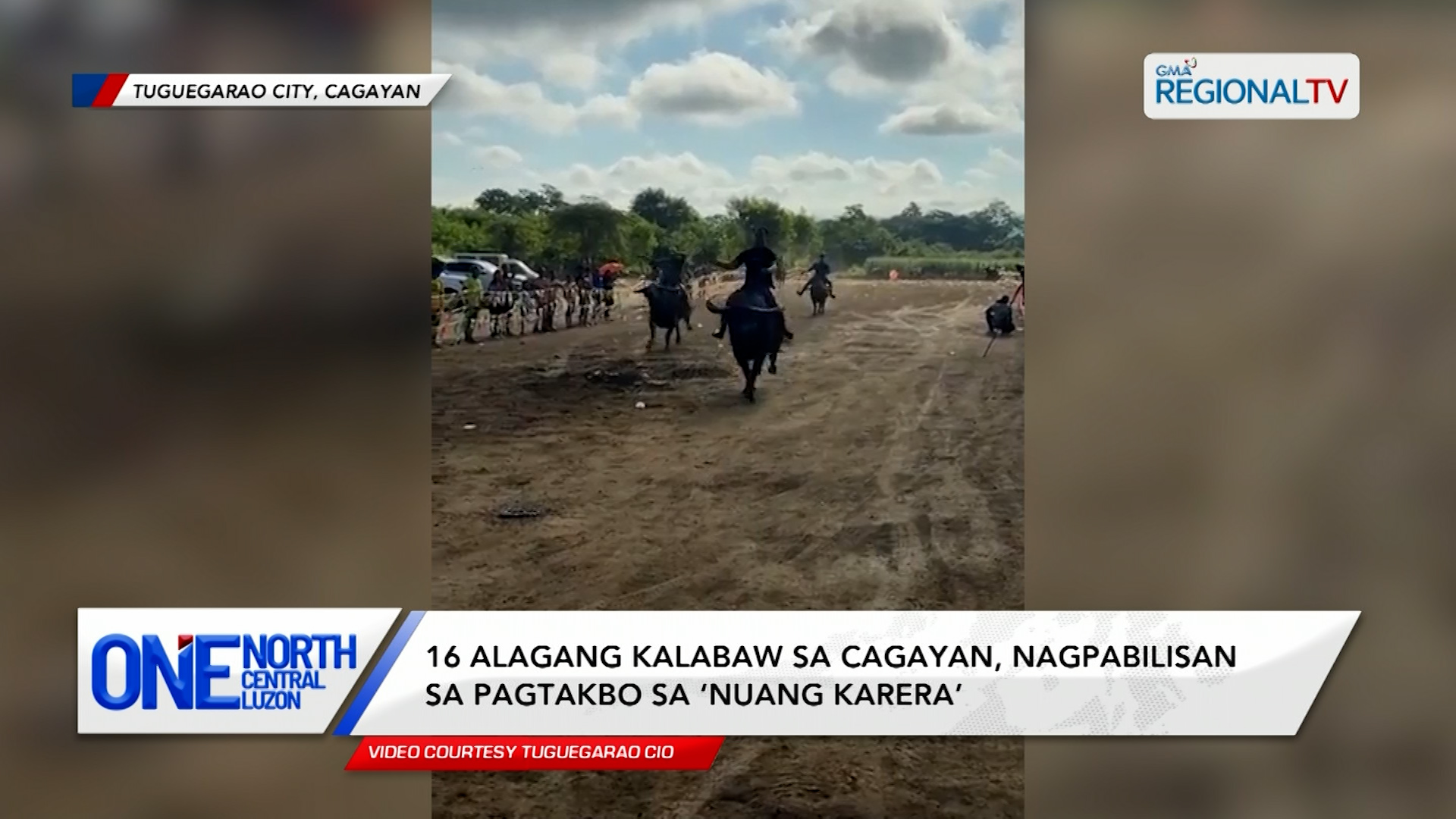 16 alagang kalabaw sa Cagayan, nagpabilisan sa pagtakbo sa ‘Nuang Karera’ | One North Central Luzon