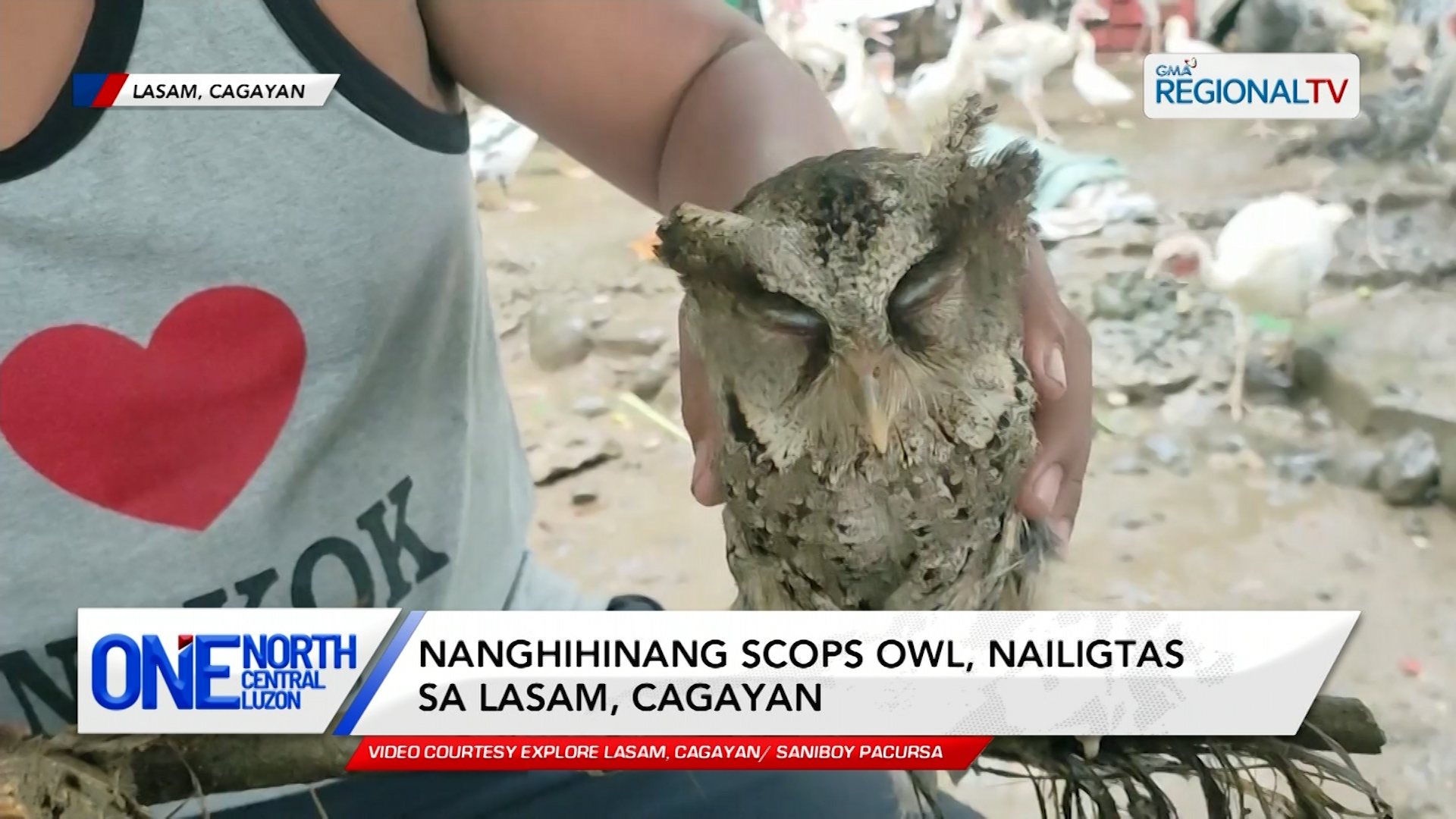 Nanghihinang scops owl, nailigtas sa Lasam, Cagayan | One North Central Luzon