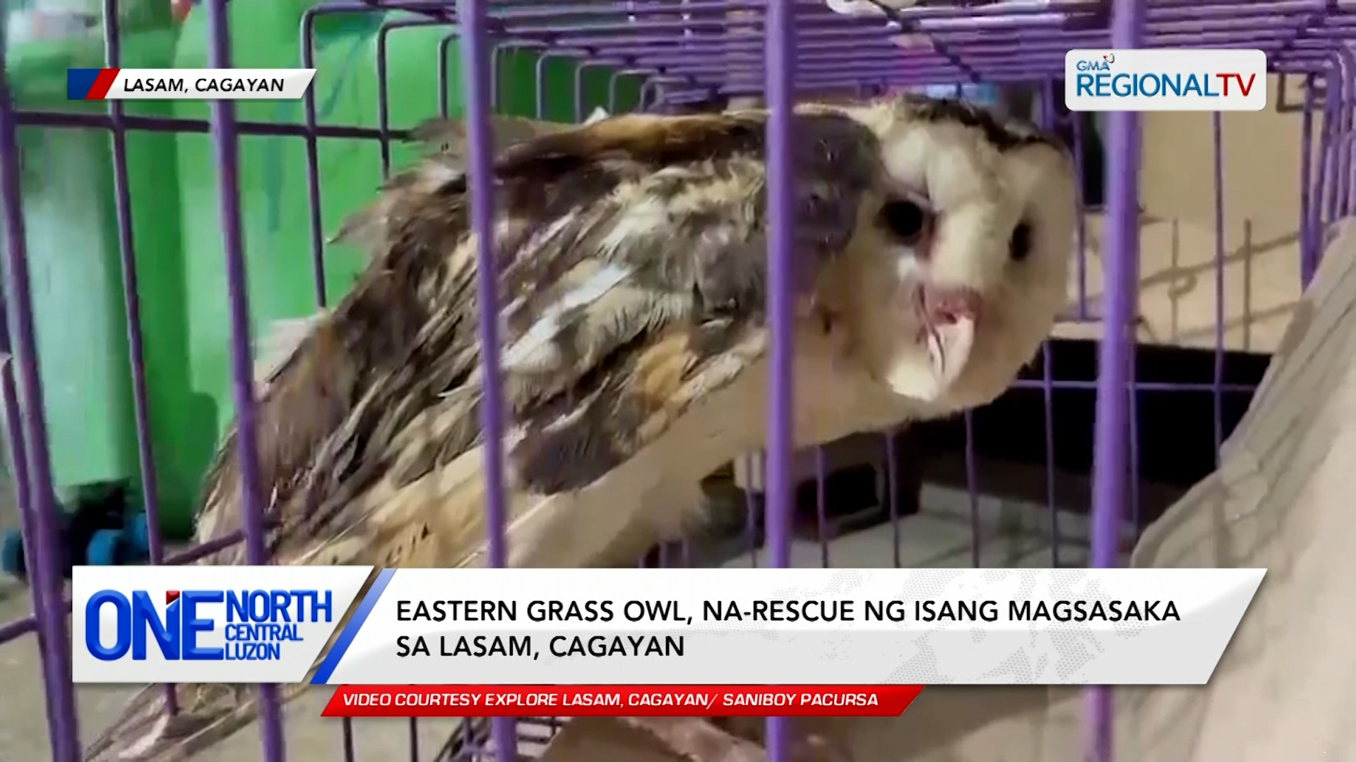Eastern grass owl, na-rescue ng isang magsasaka sa Lasam, Cagayan | One North Central Luzon