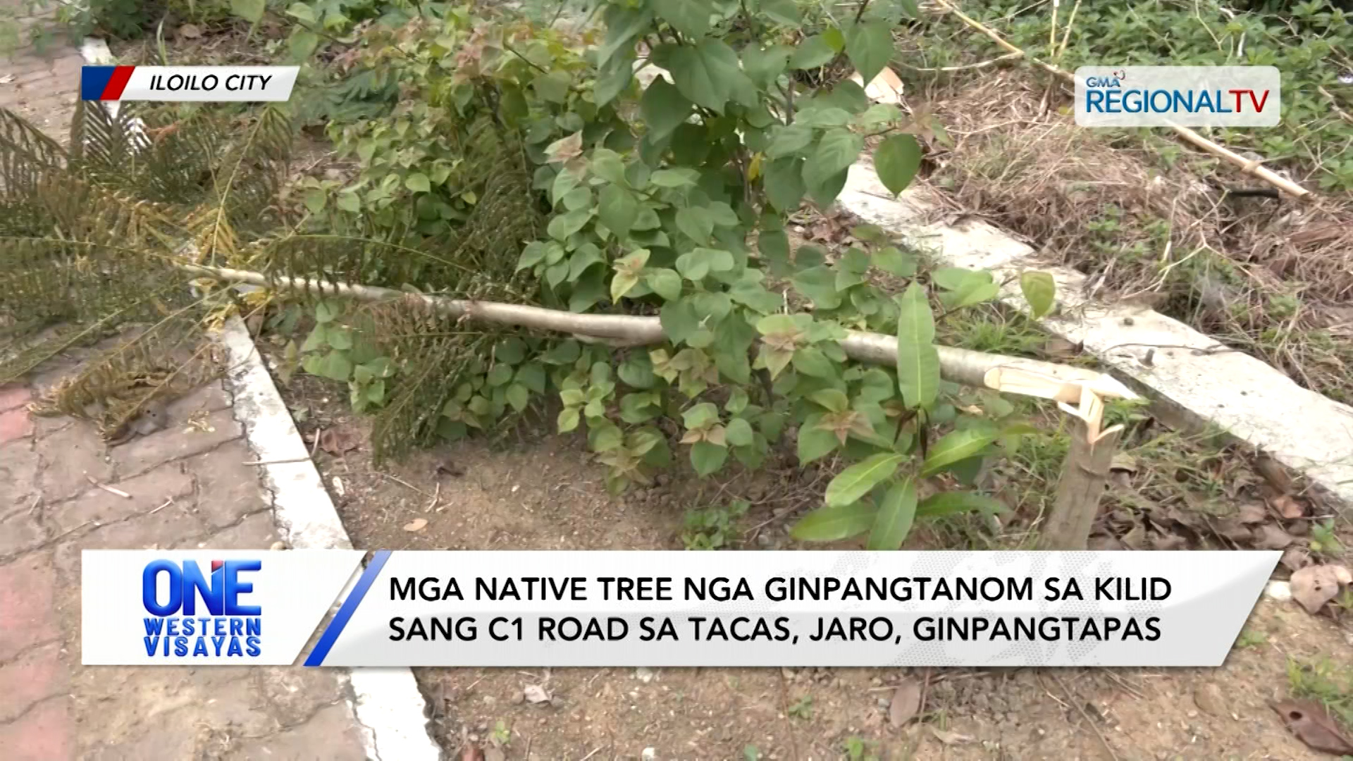 Mga native tree nga gintanom sa kilid sang C1 road sa Tacas, Jaro, ginpangtapas| One Western Visayas