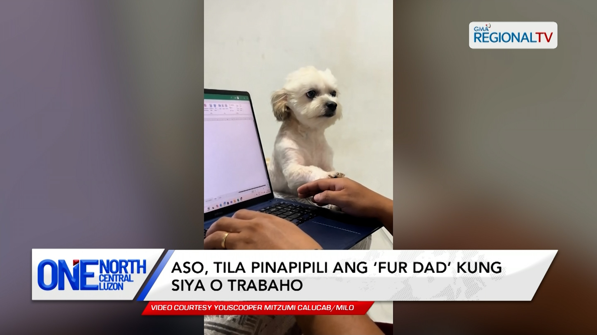 Aso, tila pinapipili ang ‘fur dad’ kung siya o trabaho | One North Central Luzon
