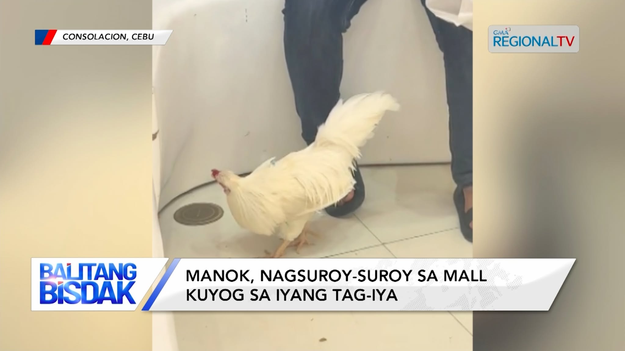 Manok, Nagsuroy-suroy sa usa ka Mall sa Cebu Kuyog ang iyang tag-iya | Balitang Bisdak