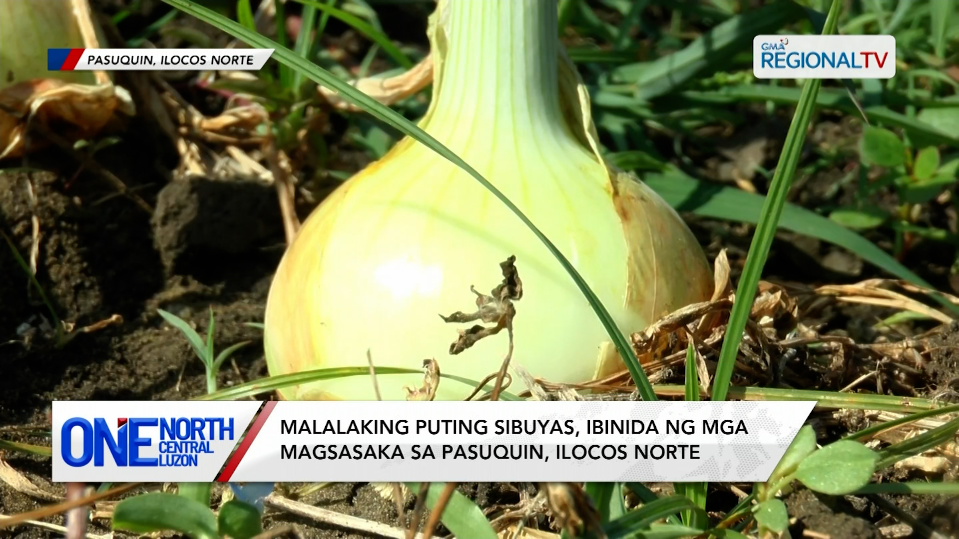 Malalaking puting sibuyas, ibinida ng mga magsasaka sa Ilocos Norte | One North Central Luzon