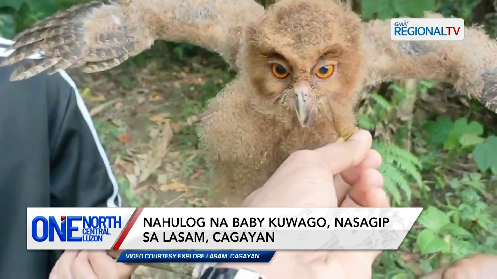 Nahulog na baby kuwago, nasagip sa Lasam, Cagayan | One North Central Luzon