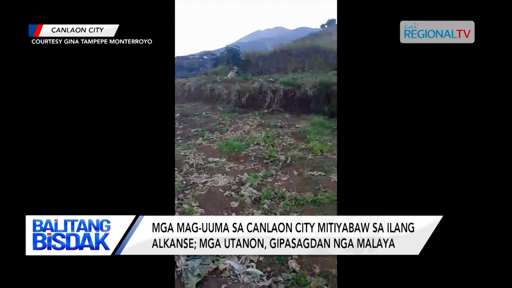 Mga Mag-uuma sa Canlaon City, Mitiyabaw sa ilang Pagka-alkansi sa mga Utanon | Balitang Bisdak