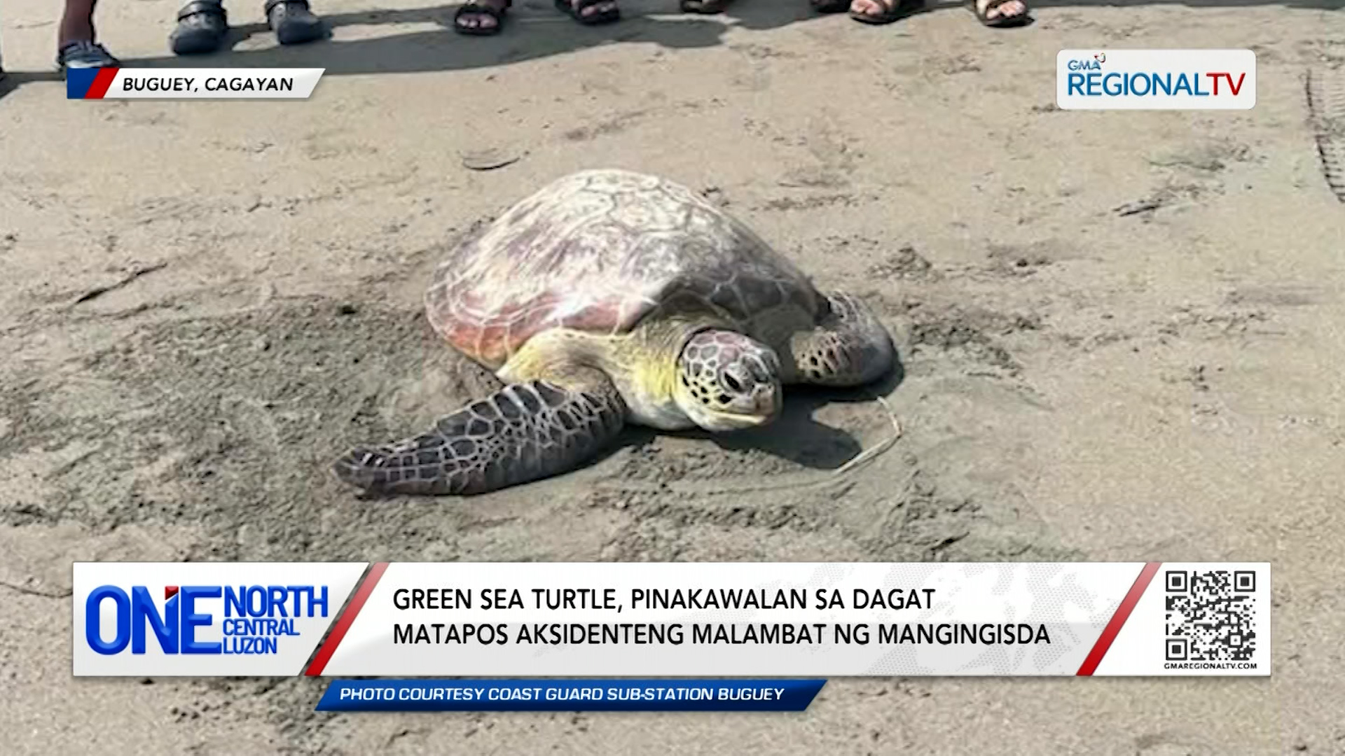 Green sea turtle, pinakawalan sa dagat matapos aksidenteng malambat | One North Central Luzon