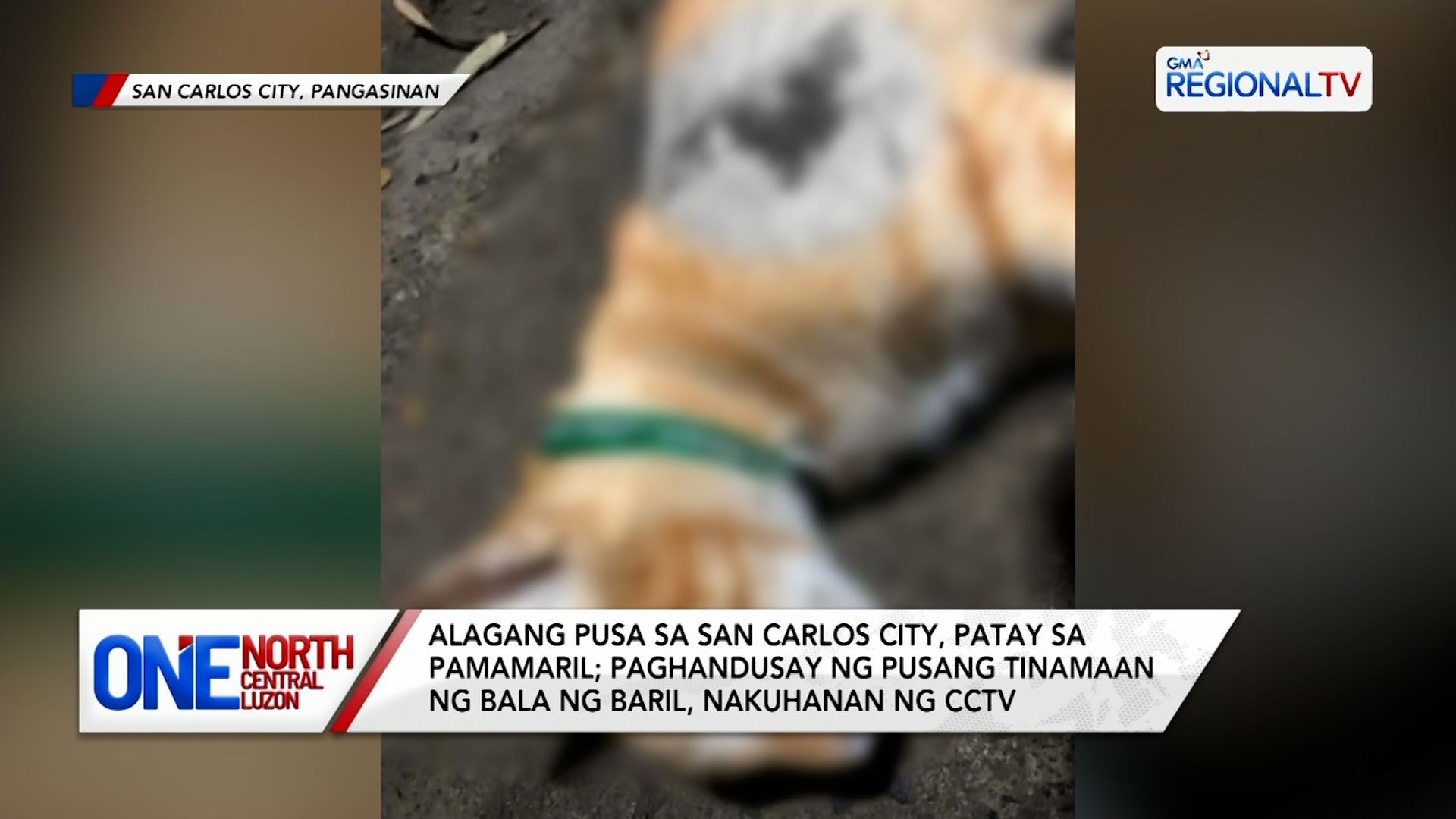 Alagang pusa sa San Carlos City, patay sa pamamaril | One North Central Luzon
