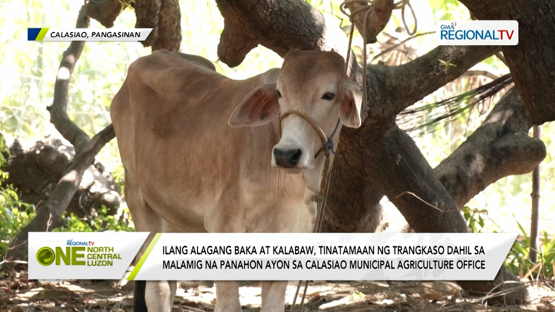 Ilang Baka At Kalabaw Sa Calasiao Pangasinan Tinatamaan Ng Trangkaso 0666