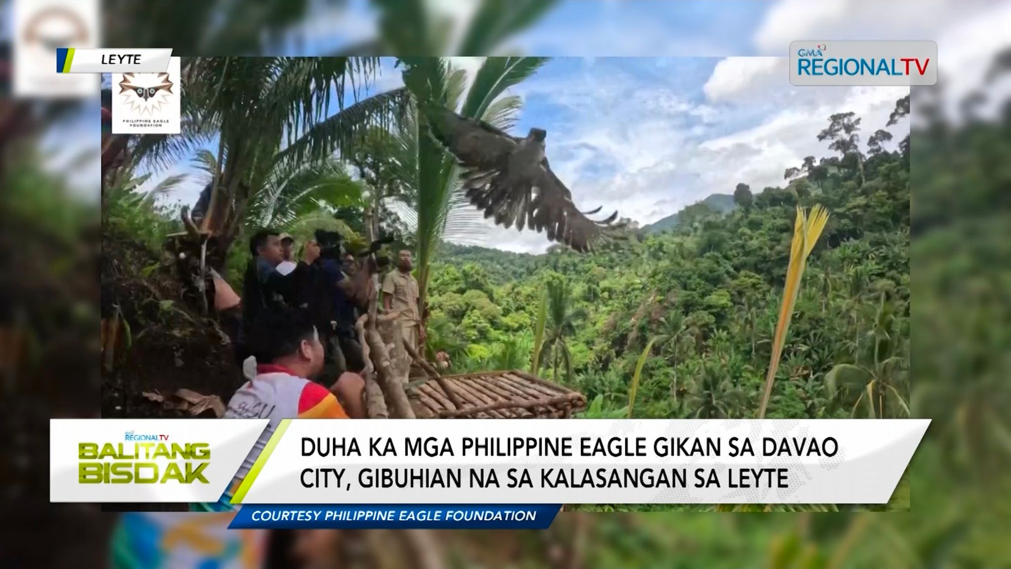 2 ka mga agila, gibuhian na sa kalasangan sa Leyte