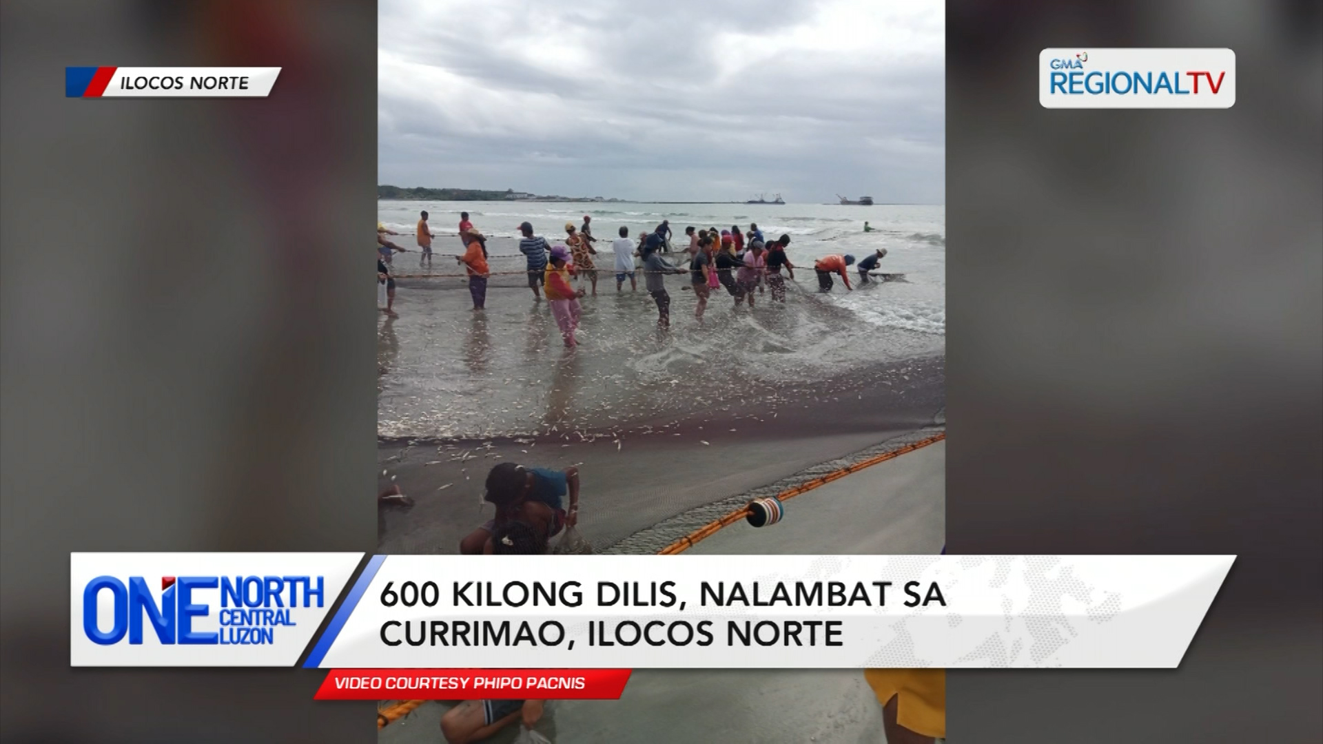 600 kilong dilis, nalambat sa Currimao, Ilocos Norte