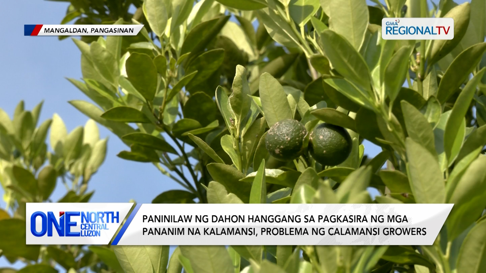 Bagsak-presyong kalamansi, nararanasan bunsod ng maraming suplay