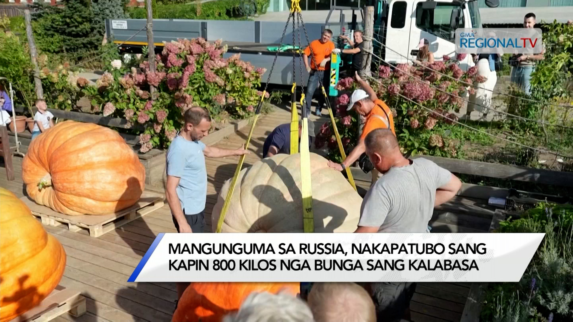 Mangunguma sa Russia, nakapatubo sang kapin 800 kilos nga bunga sang kalabasa