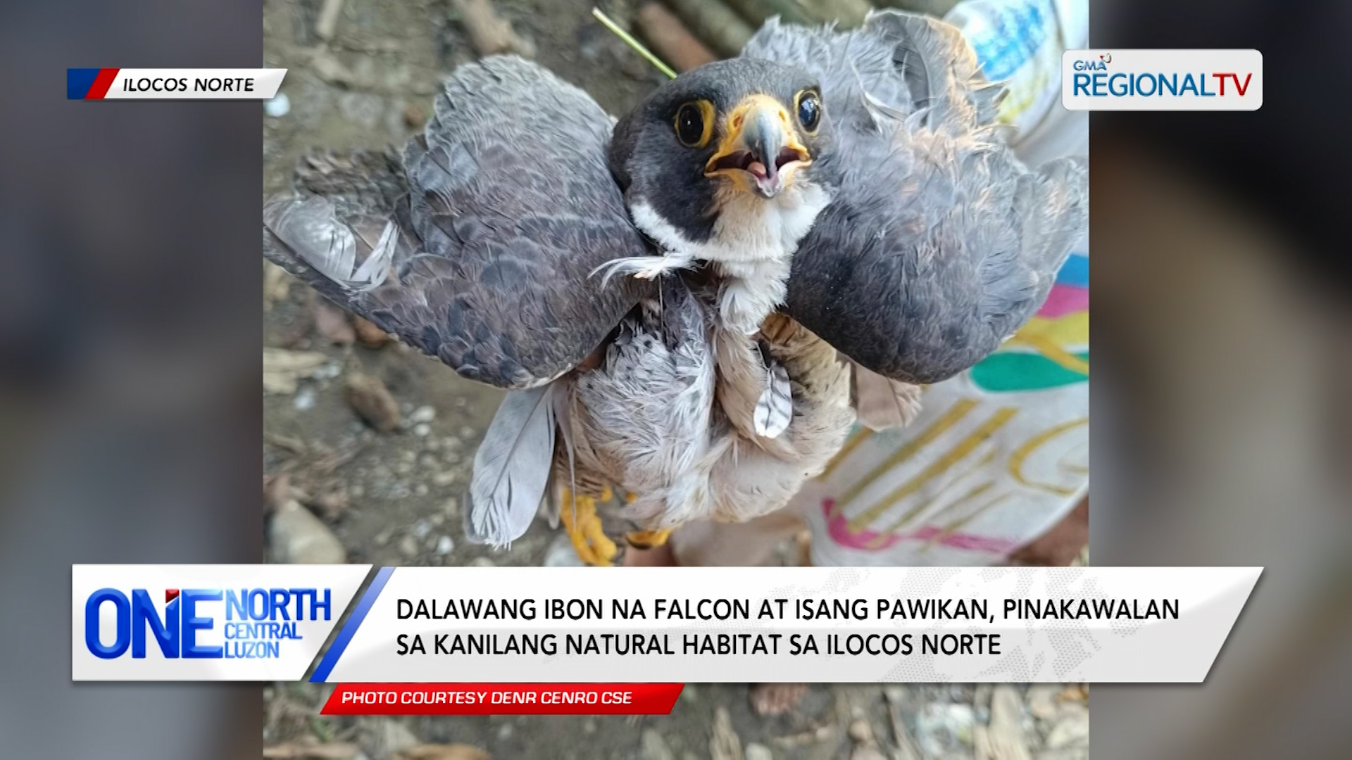 2 ibong Falcon at isang pawikan, pinakawalan sa kanilang natural habitat