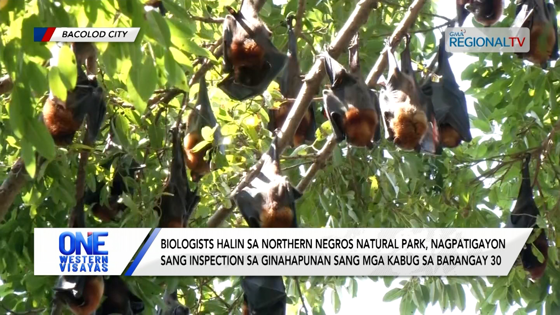 Biologists halin sa Northern Negros Natural Park, nag-inspection sa mga kabug