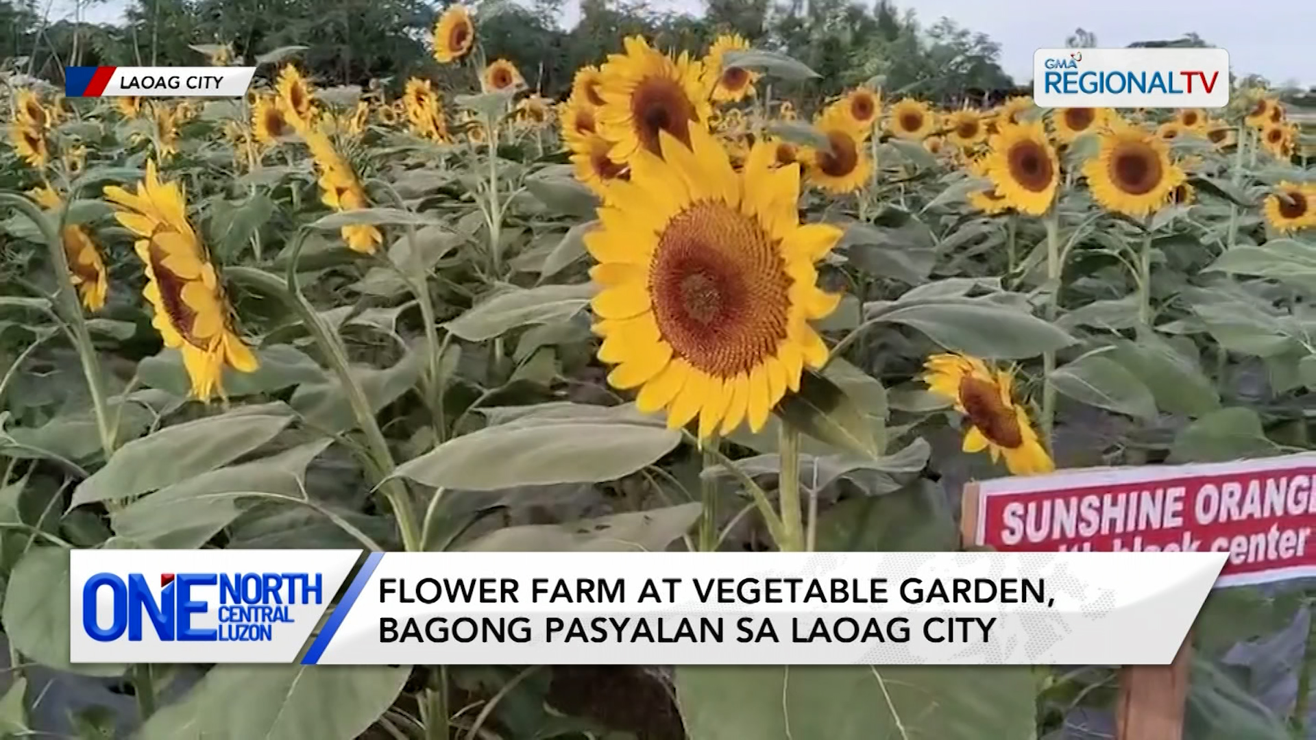 Flower farm at vegetable garden, bagong pasyalan sa Laoag City