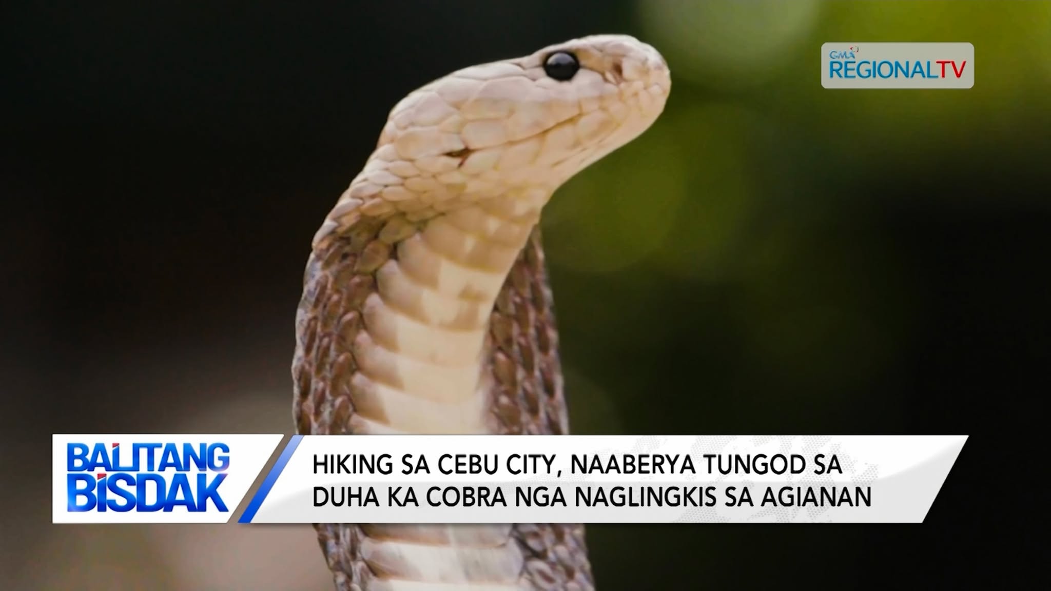 Hiking sa Cebu City, naaberya tungod sa nakit-ang 2 ka cobra nga naglingkis