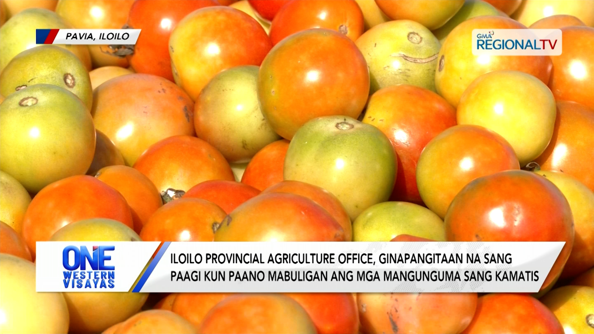 Ginapangitaan na sang paagi agud mabuligan ang mga mangunguma sang kamatis