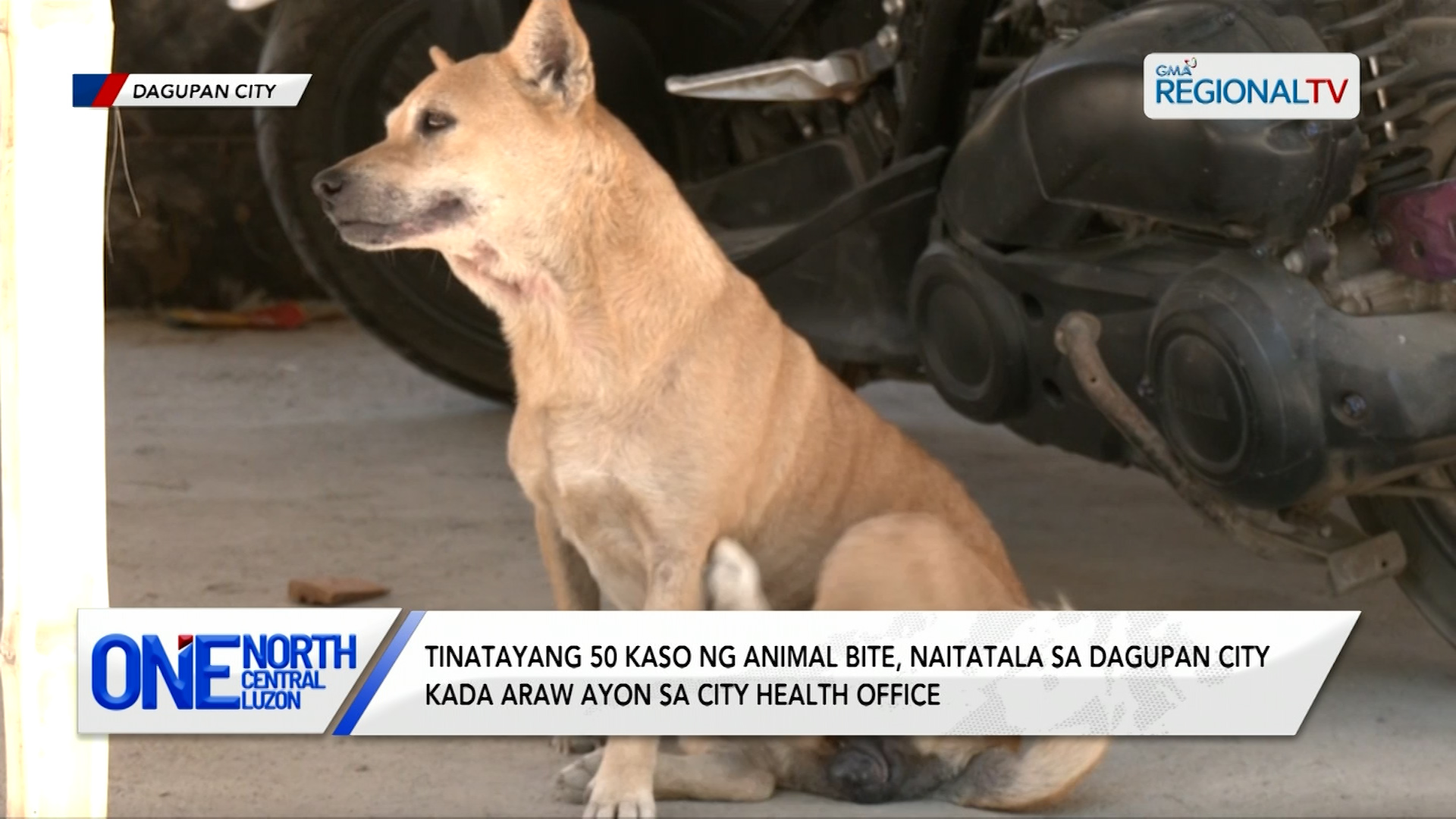 Tinatayang 50 kaso ng animal bite, naitatala sa Dagupan City kada araw
