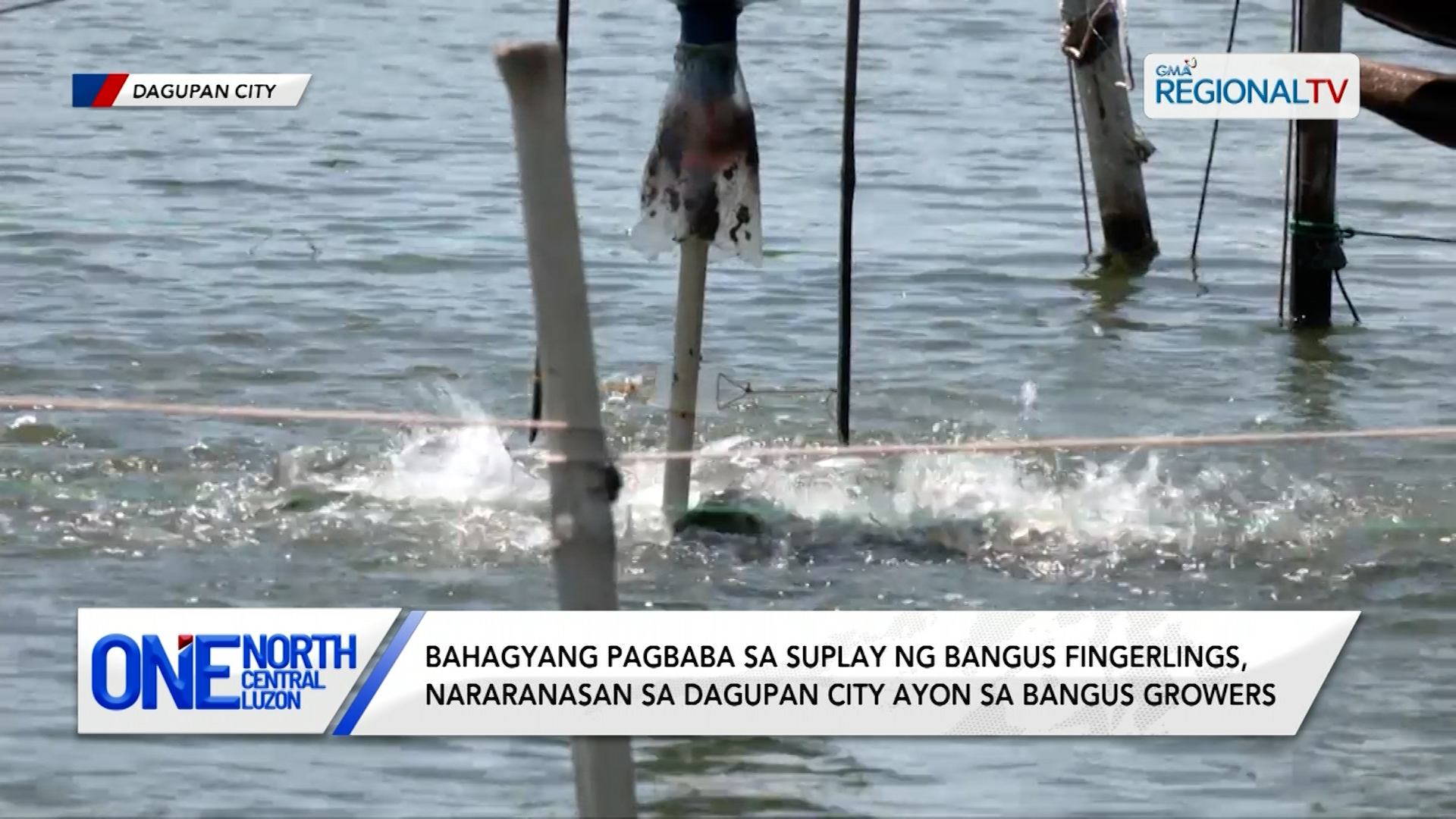 Bahagyang pagbaba sa suplay ng bangus fingerlings, nararanasan | One North Central Luzon