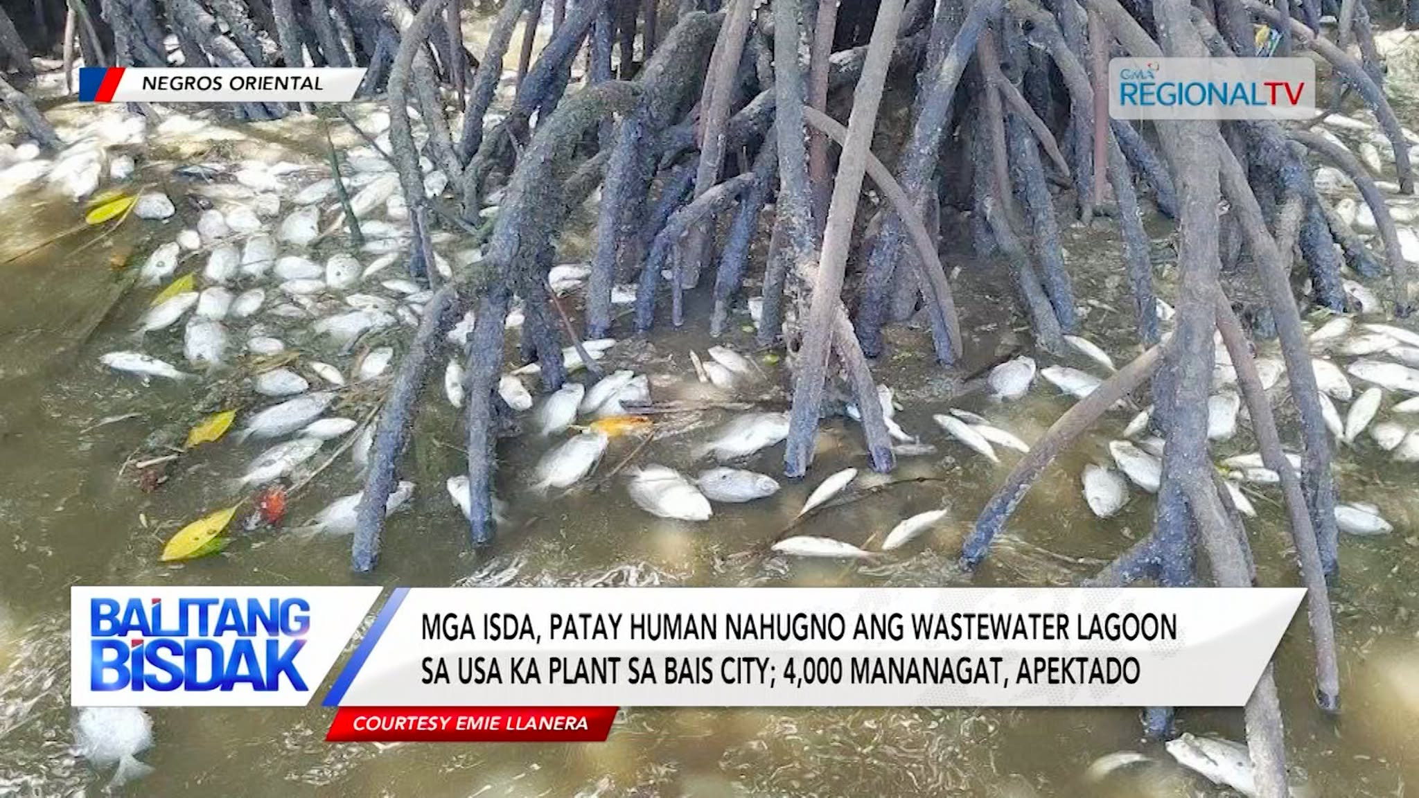 Mga Isda Nangamatay sa Bais City, Negros Oriental | Balitang Bisdak