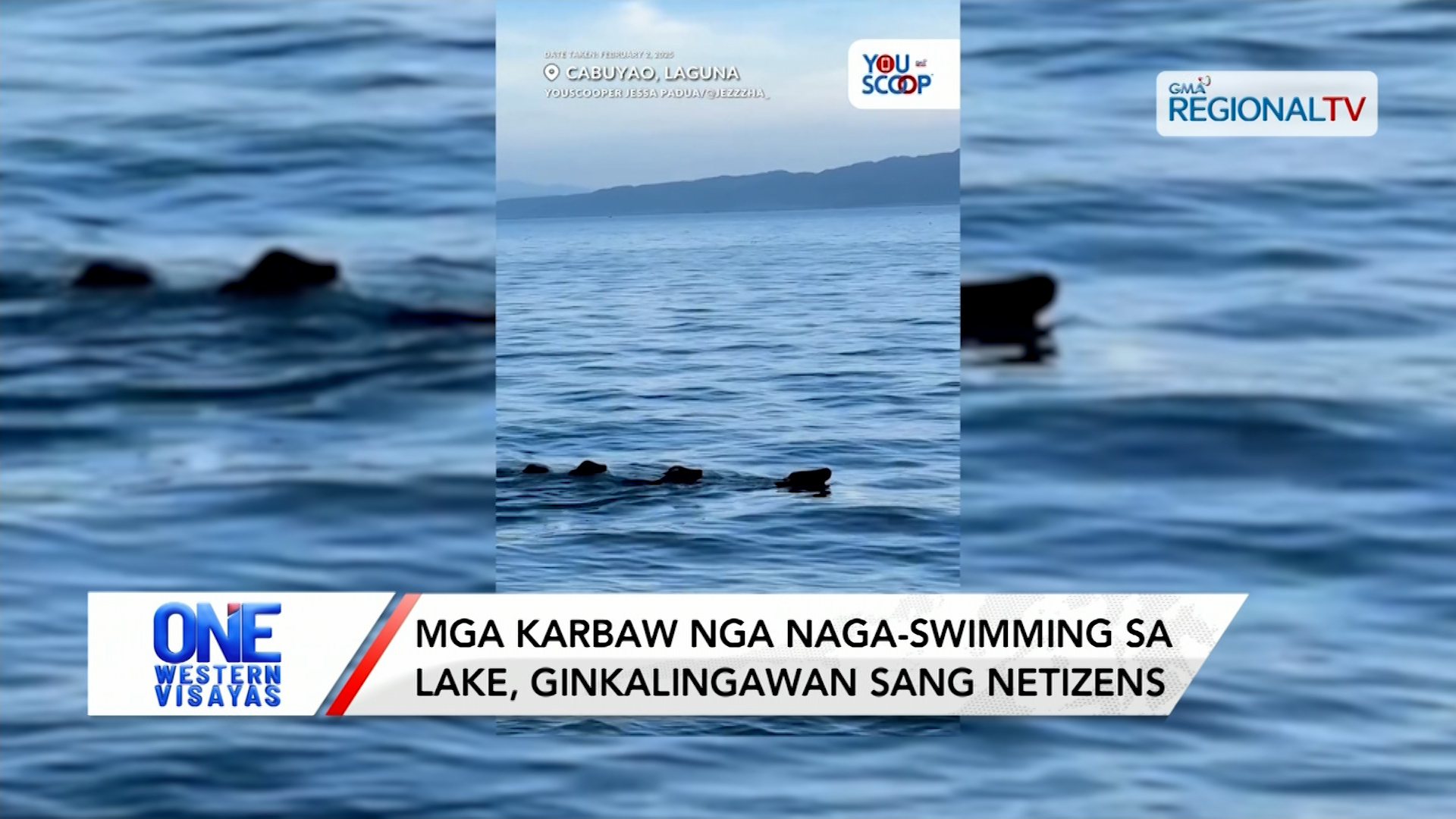 Mga karbaw nga naga-swimming sa lake, ginkalingawan sang netizens | One Western Visayas