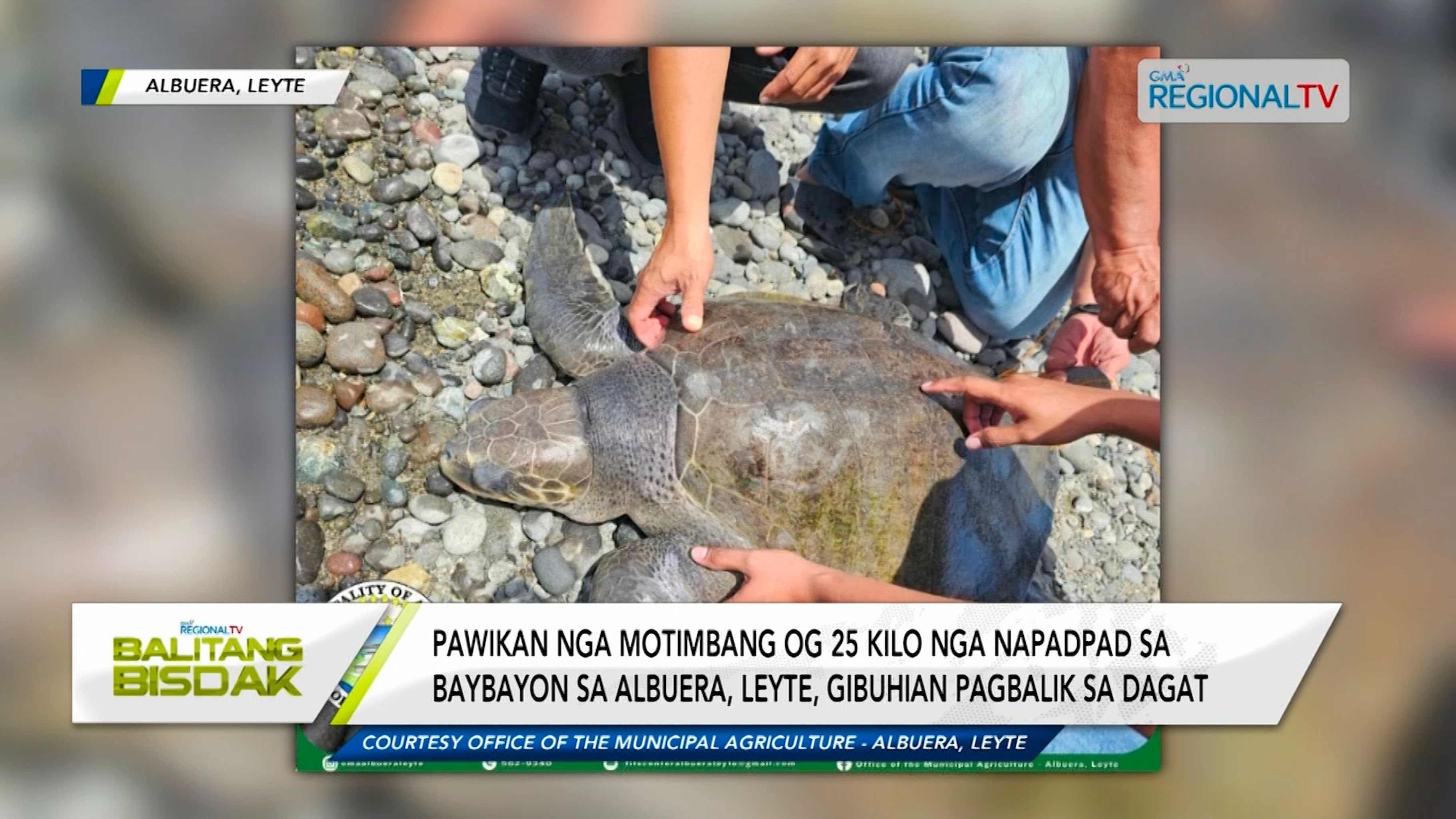 Pawikang na-rescue, gibalik sa kadagatan