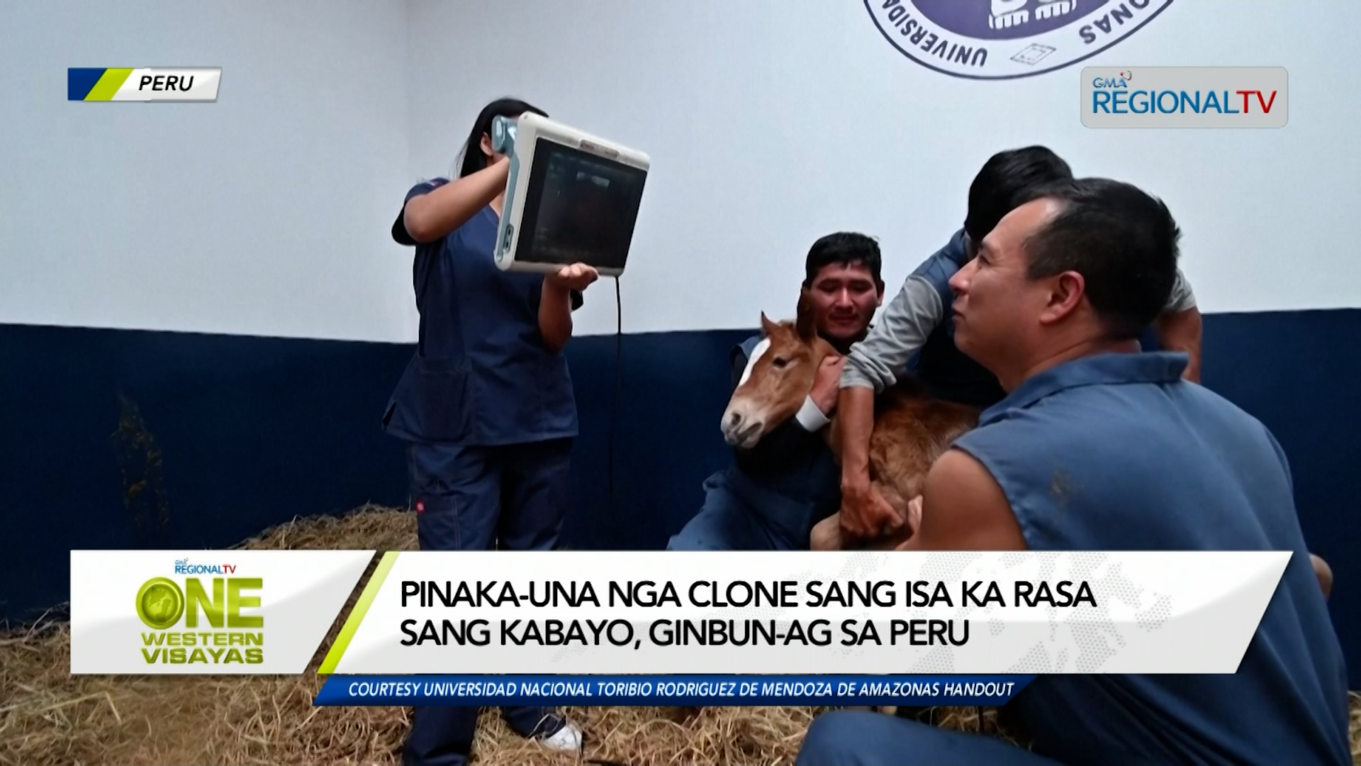 Pinaka-una nga clone sang isa ka rasa sang kabayo, ginbun-ag sa Peru