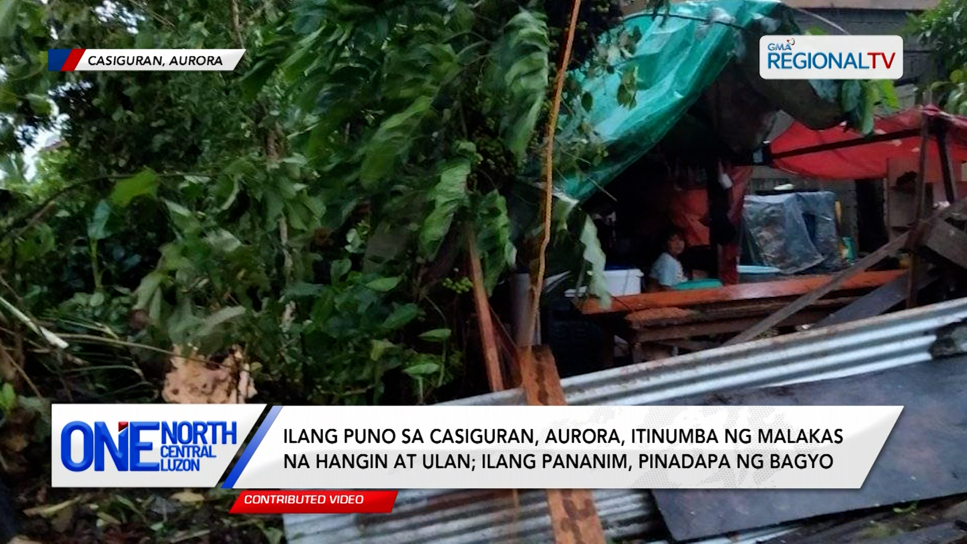 Ilang puno sa Casiguran, Aurora, itinumba ng malakas na hangin at ulan