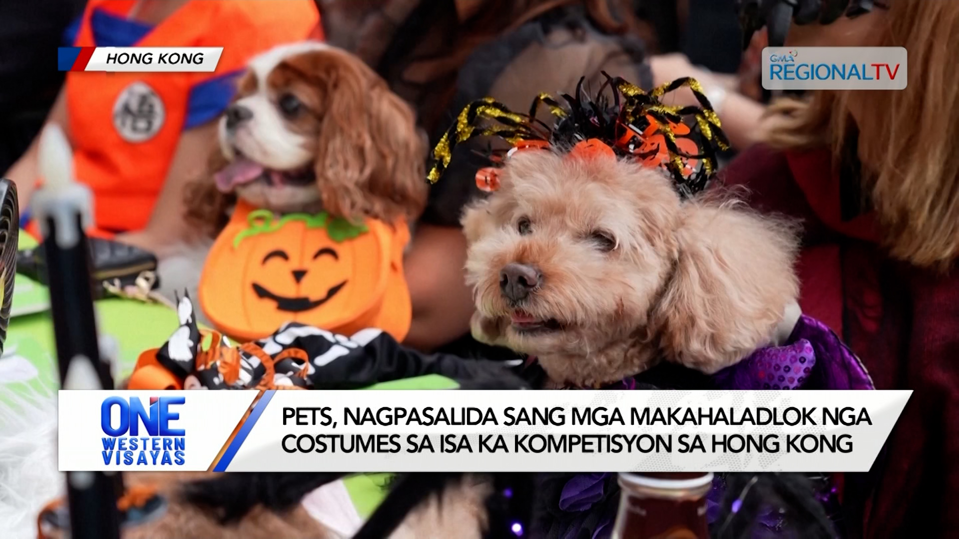 Pets, Nagpasalida sang mga Makahaladlok nga Costumes sa Hong Kong