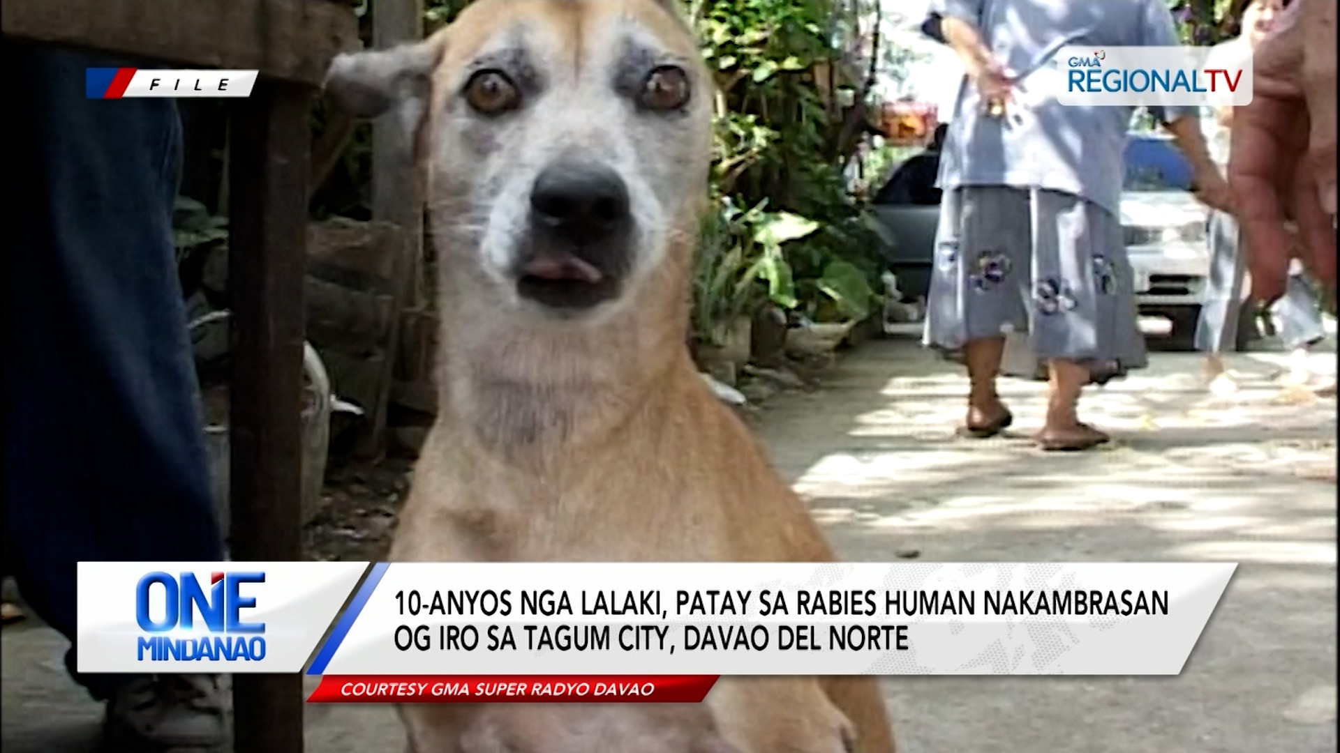 10-anyos nga lalaki, patay sa rabies human nakambrasan og iro sa Tagum City
