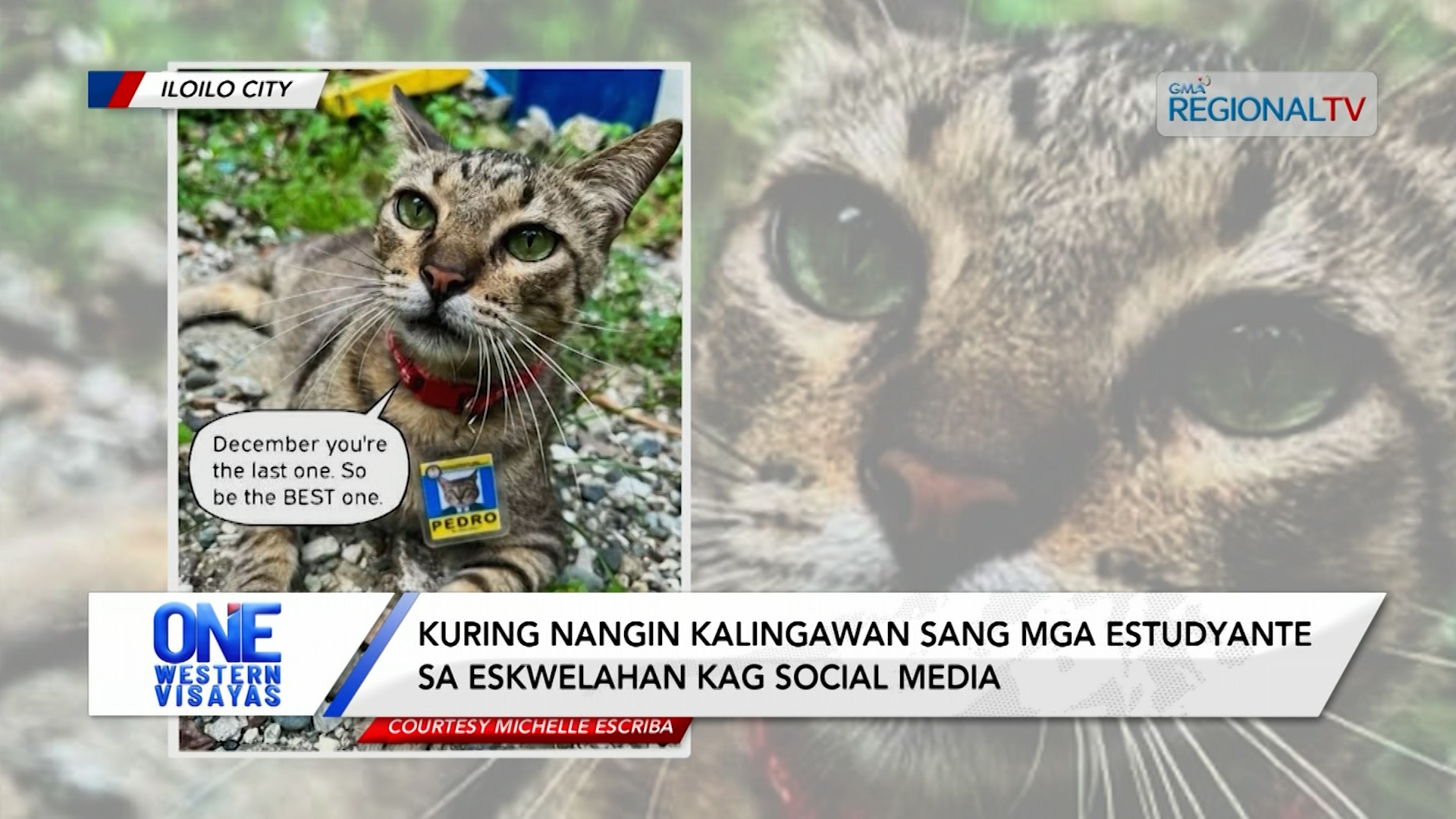 Viral nga kuring nga si ‘Pedro sang ISAT-U,’ inspirasyon sang mga pet lover