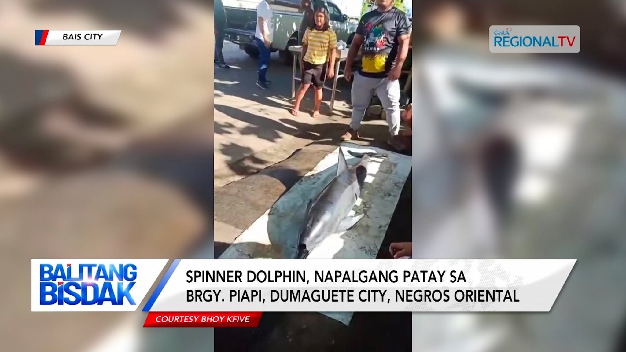 Spinner dolphin, napalgang patay sa Brgy. Piapi, Dumaguete City, Negros Oriental