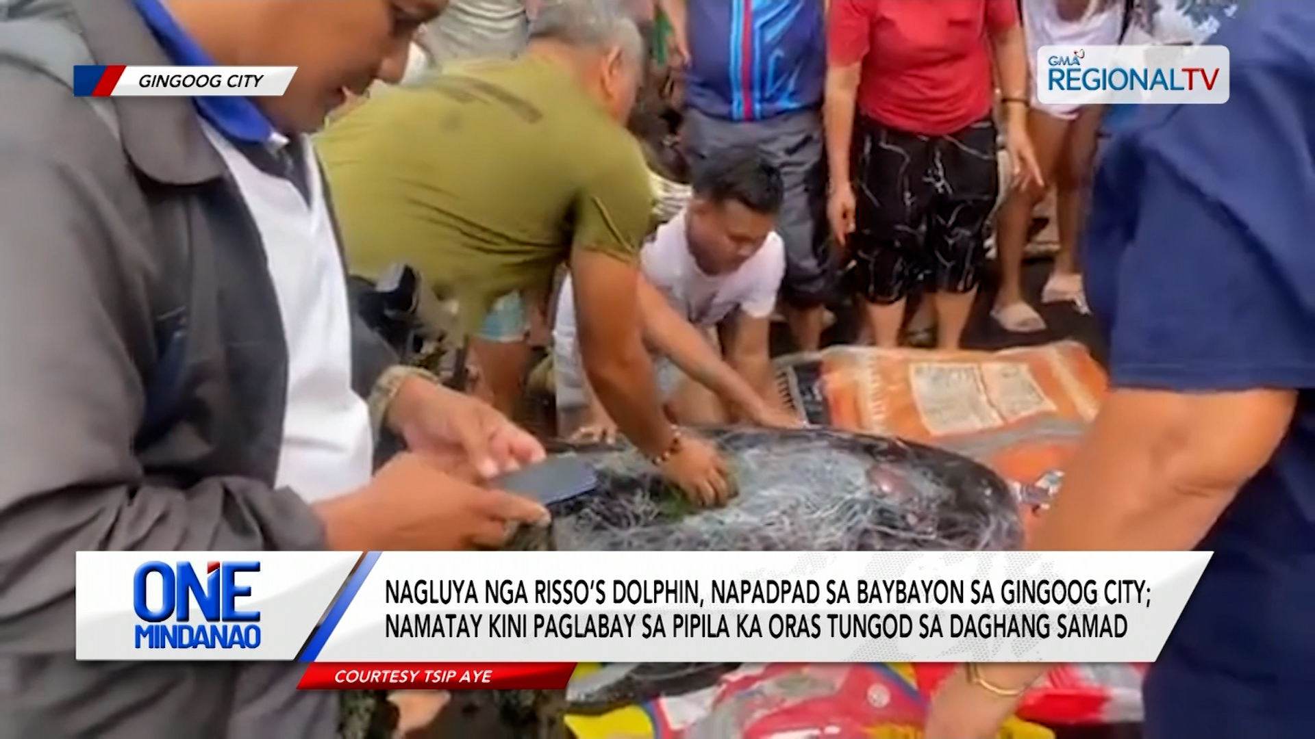 Nagluya nga Risso’s Dolphin, napadpad sa baybayon sa Gingoog City