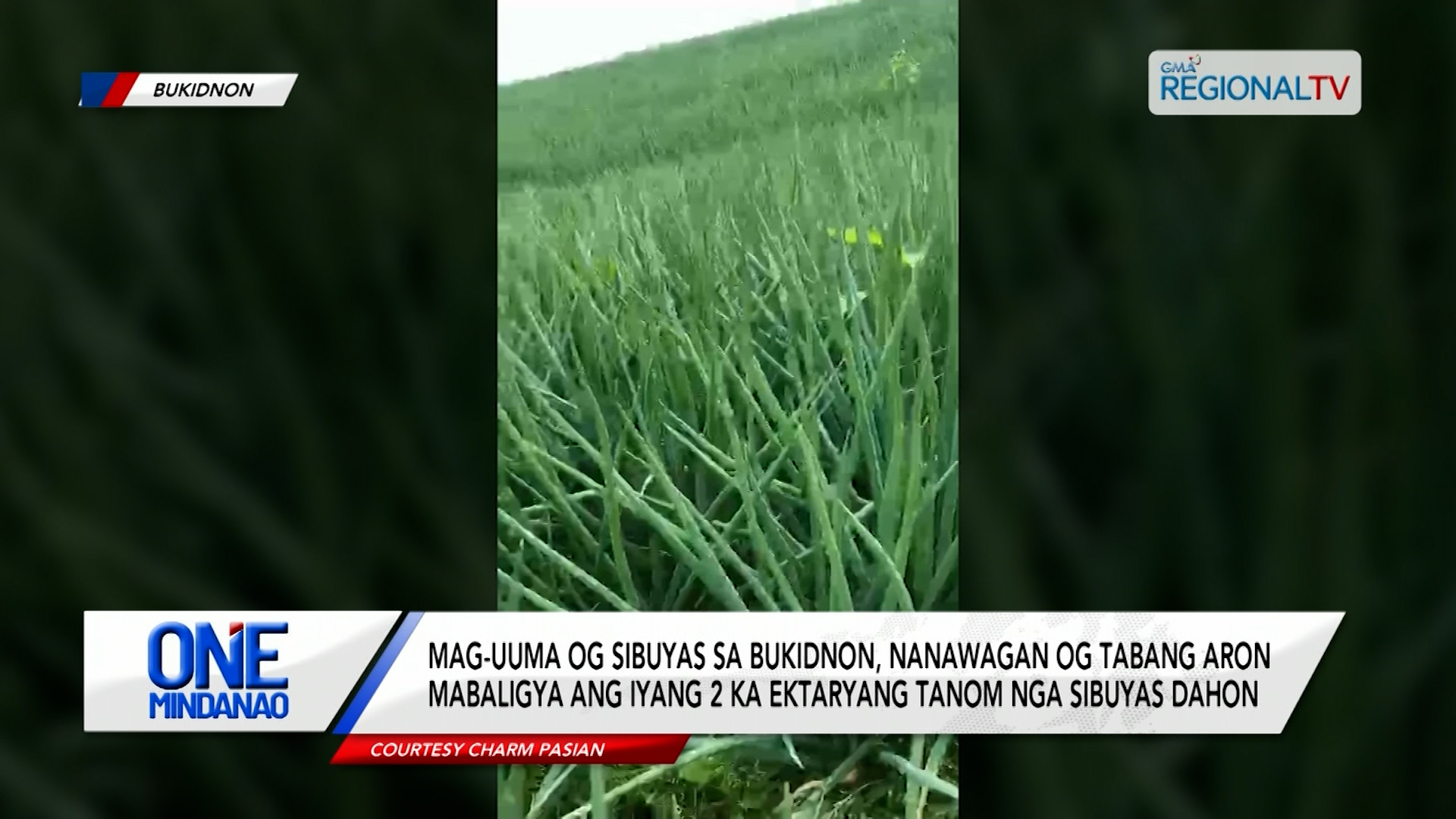 Mag-uuma, nanawagan nga mabaligya ang 2 ka ektaryang sibuyas dahon
