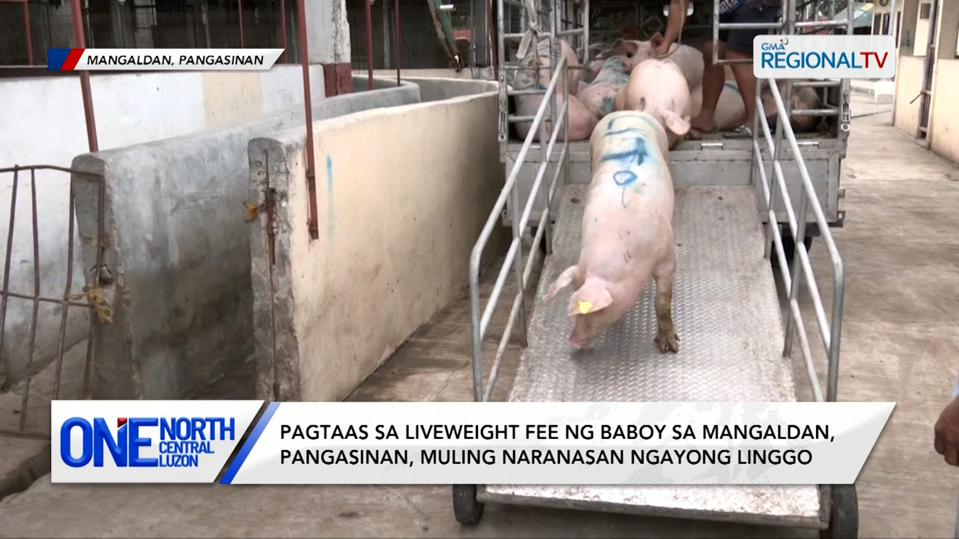 Pagtaas sa liveweight fee ng baboy, muling naranasan ngayong linggo