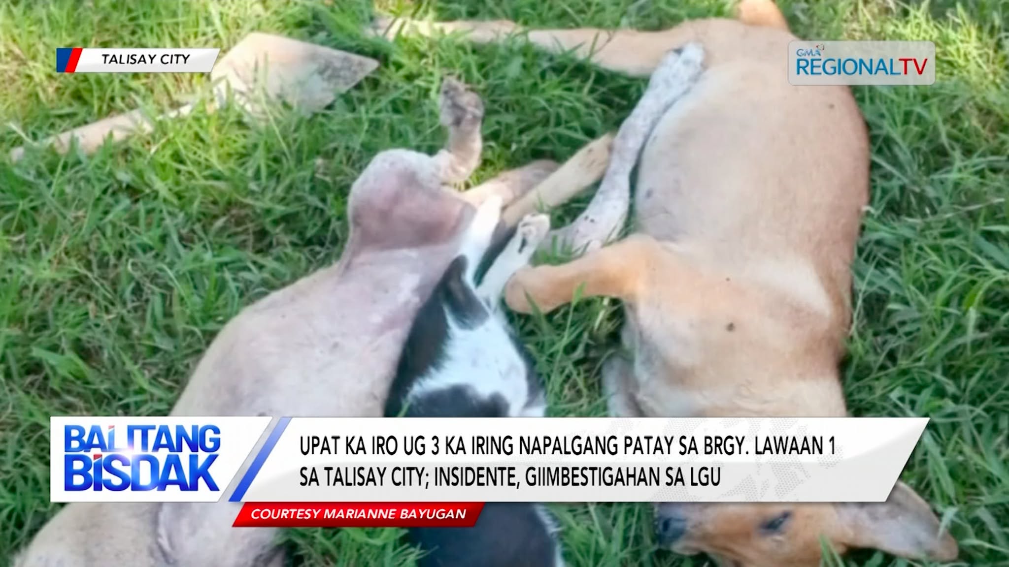 Upat ka iro ug 3 ka iring sa Brgy. Lawaan 1 sa Talisay City, Gihiloan? | Balitang Bisdak
