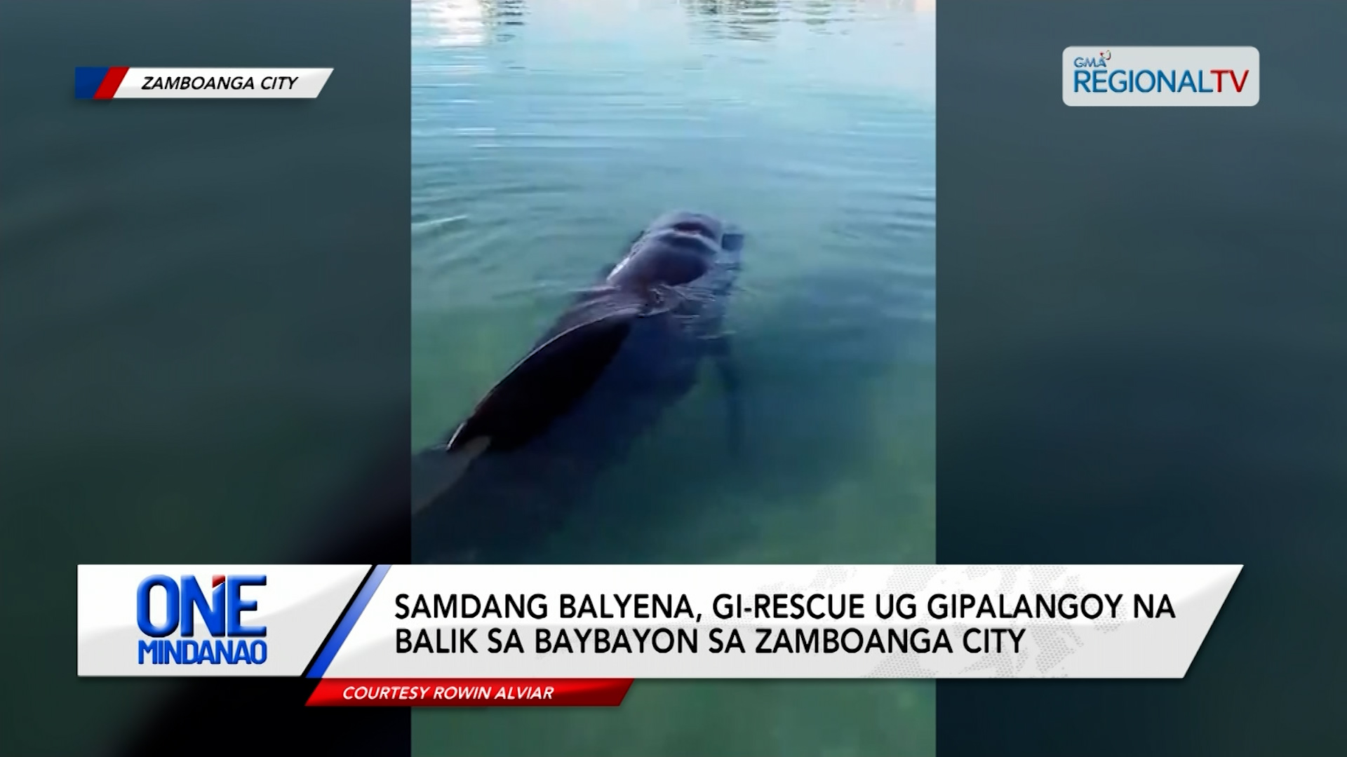 Balyena nga samdan, napadpad sa baybayon sa Zamboanga City | One Mindanao